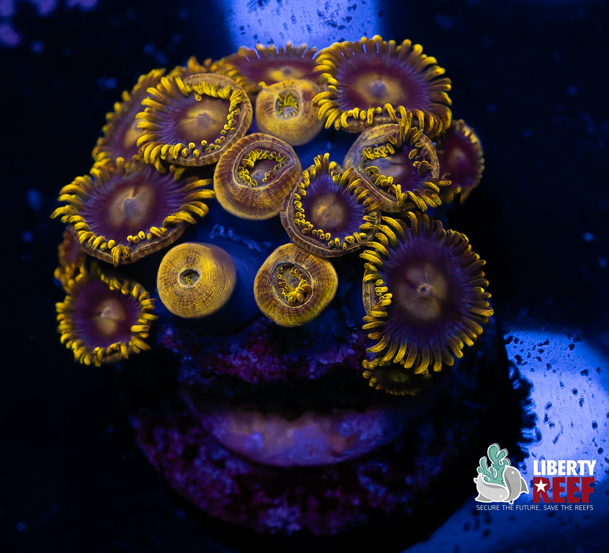 Blueberry Fields Zoas