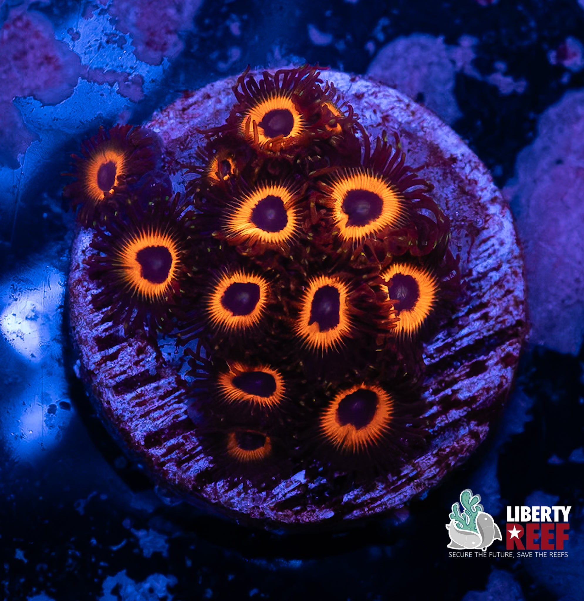 Reverse Bob Marley Zoas