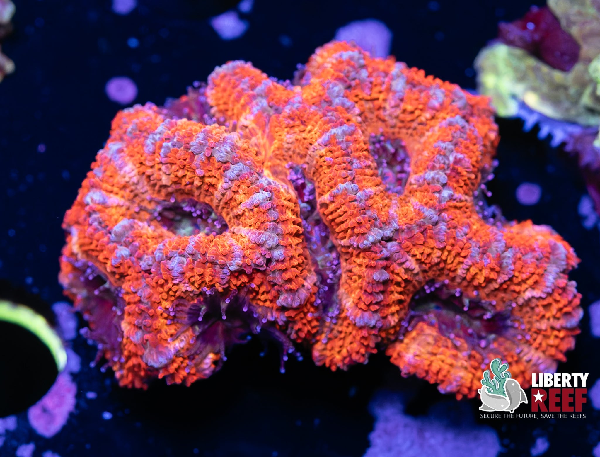 Ultra Stitch Acan Chunk