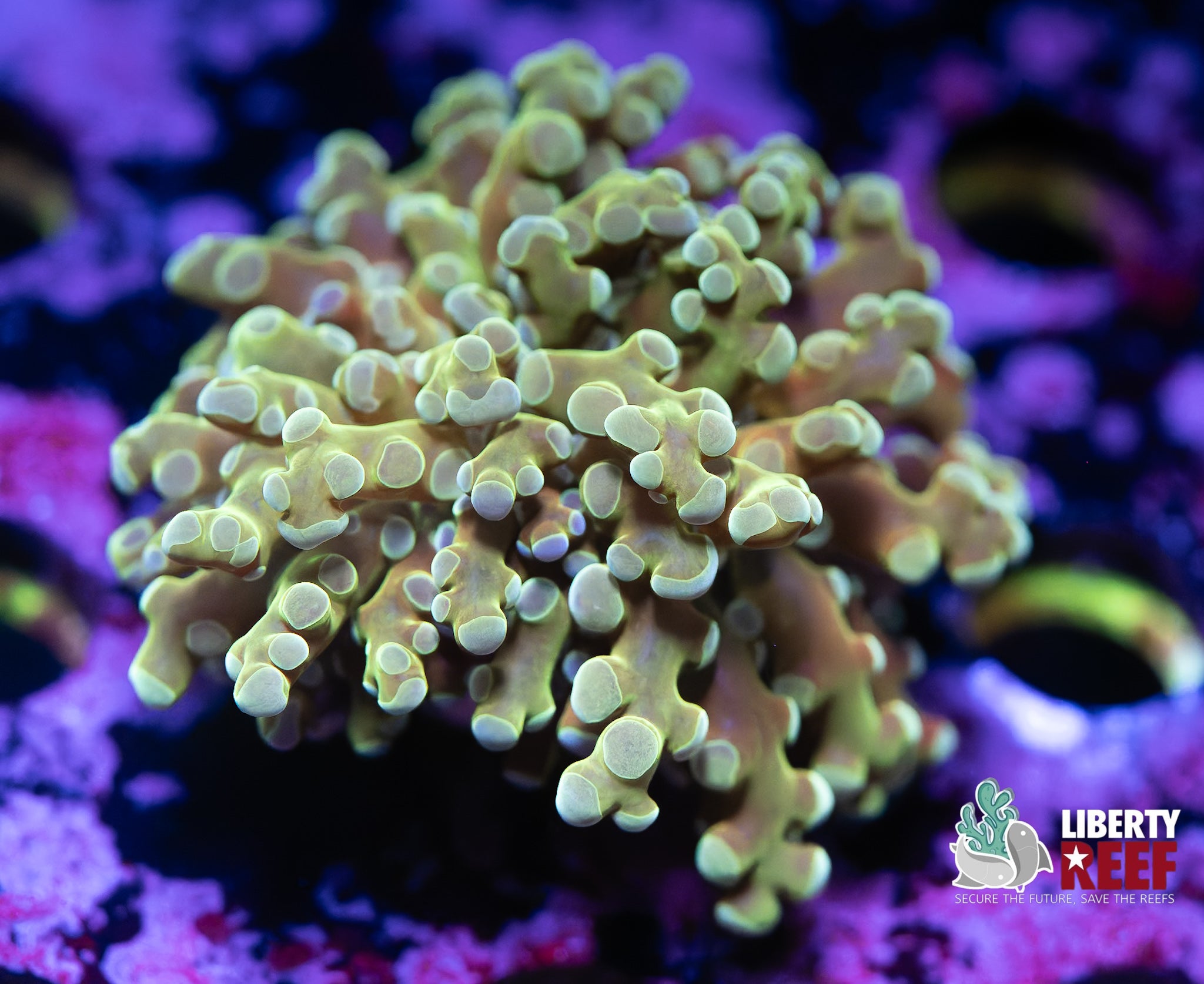 Green Frogspawn