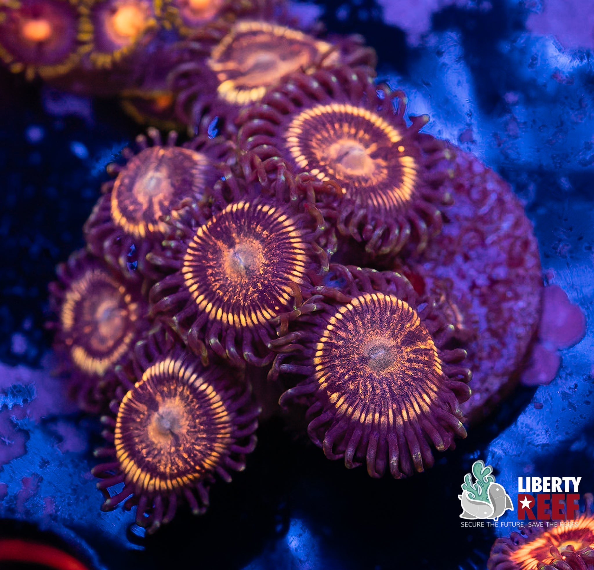 OG Petroglyph Zoa Mini Colony