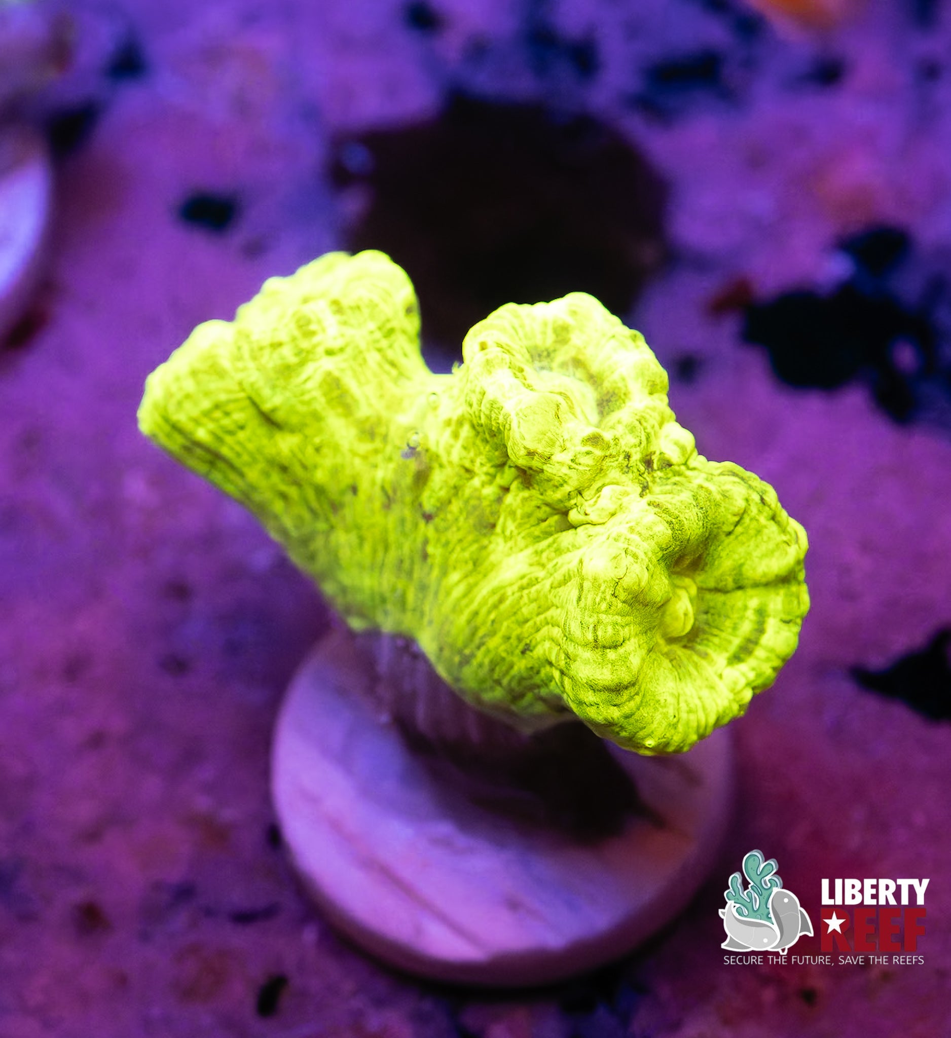 Kryponite Candy Cane