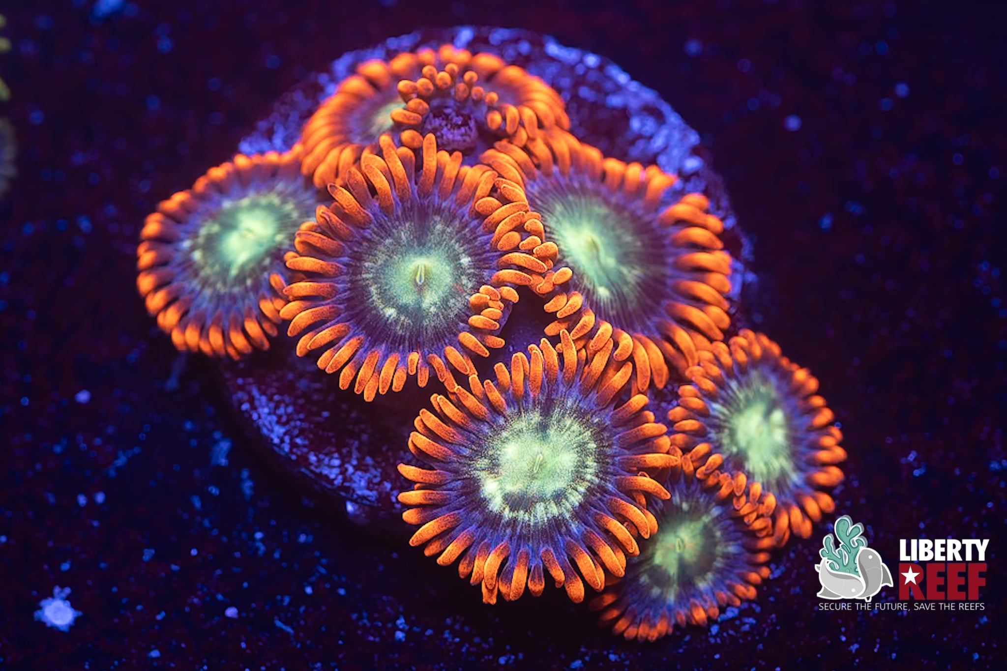 Spitfire Zoas