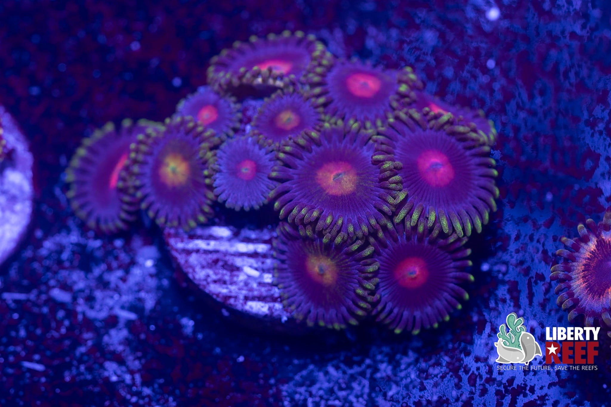 Snow White Zoas