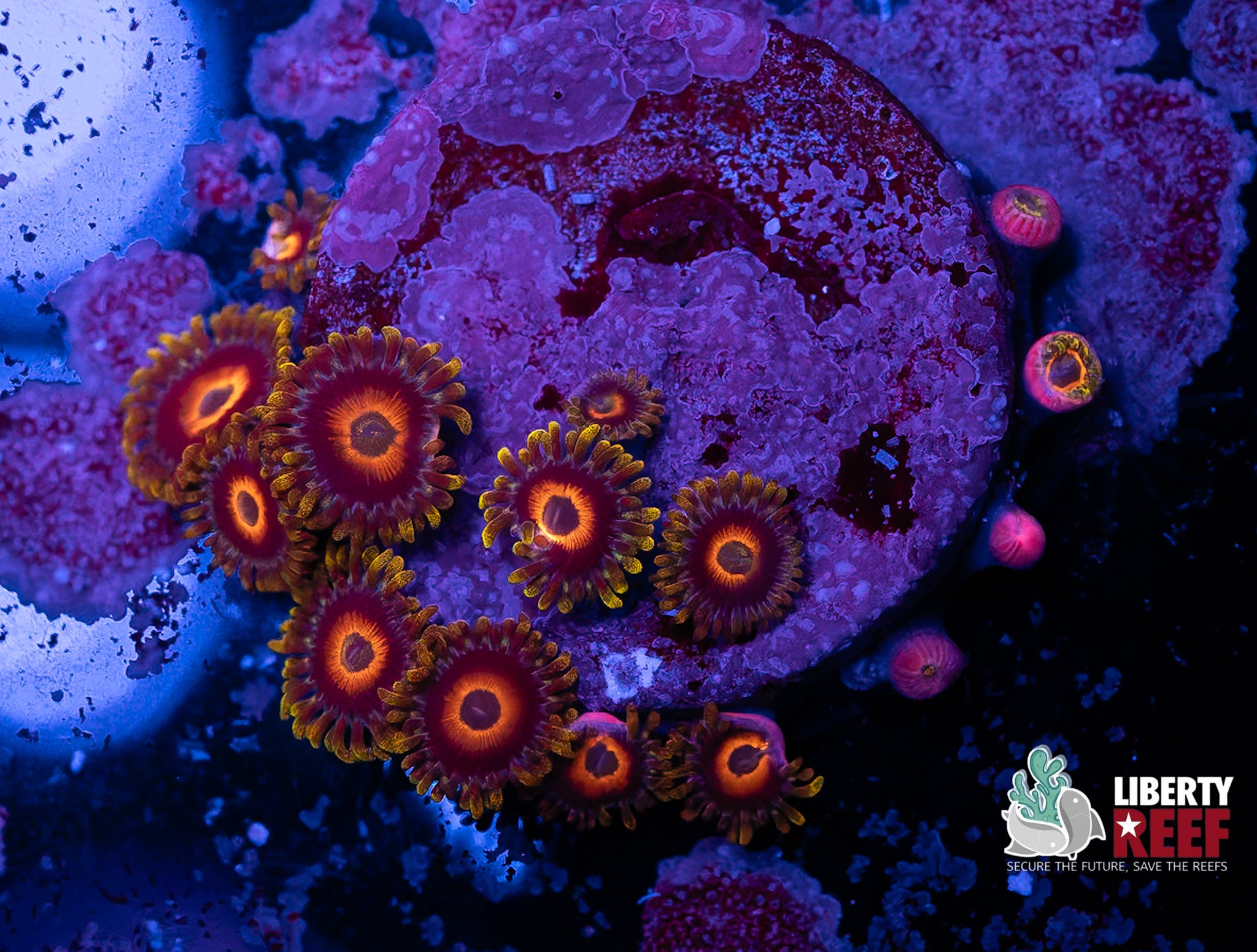 Eagle Eye Zoas