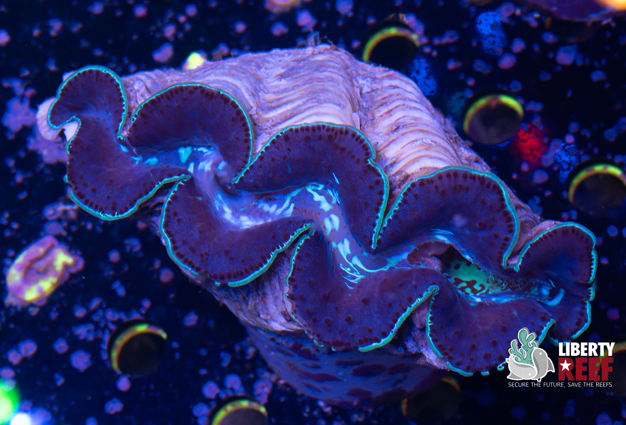 XL Maxima Clam (6in)