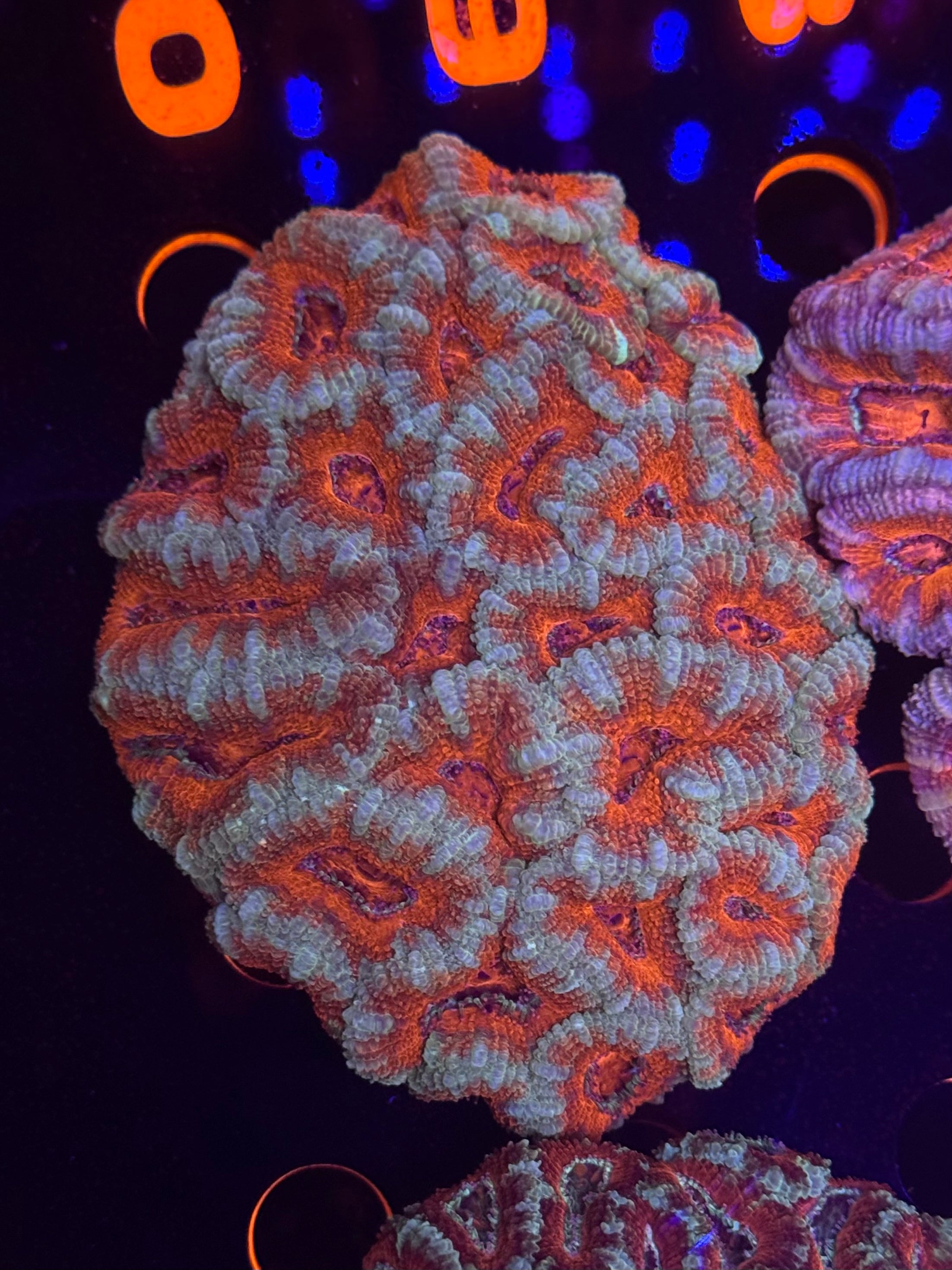 Orange Acan Colony