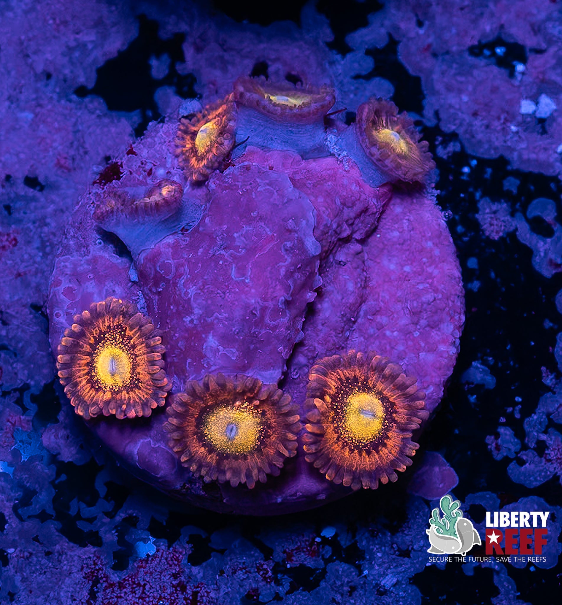 HR Deathstar Zoas