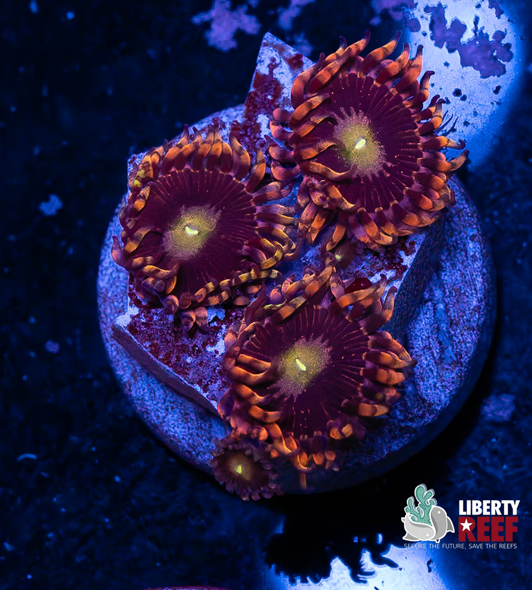 Big R Bozo Birthday Zoas