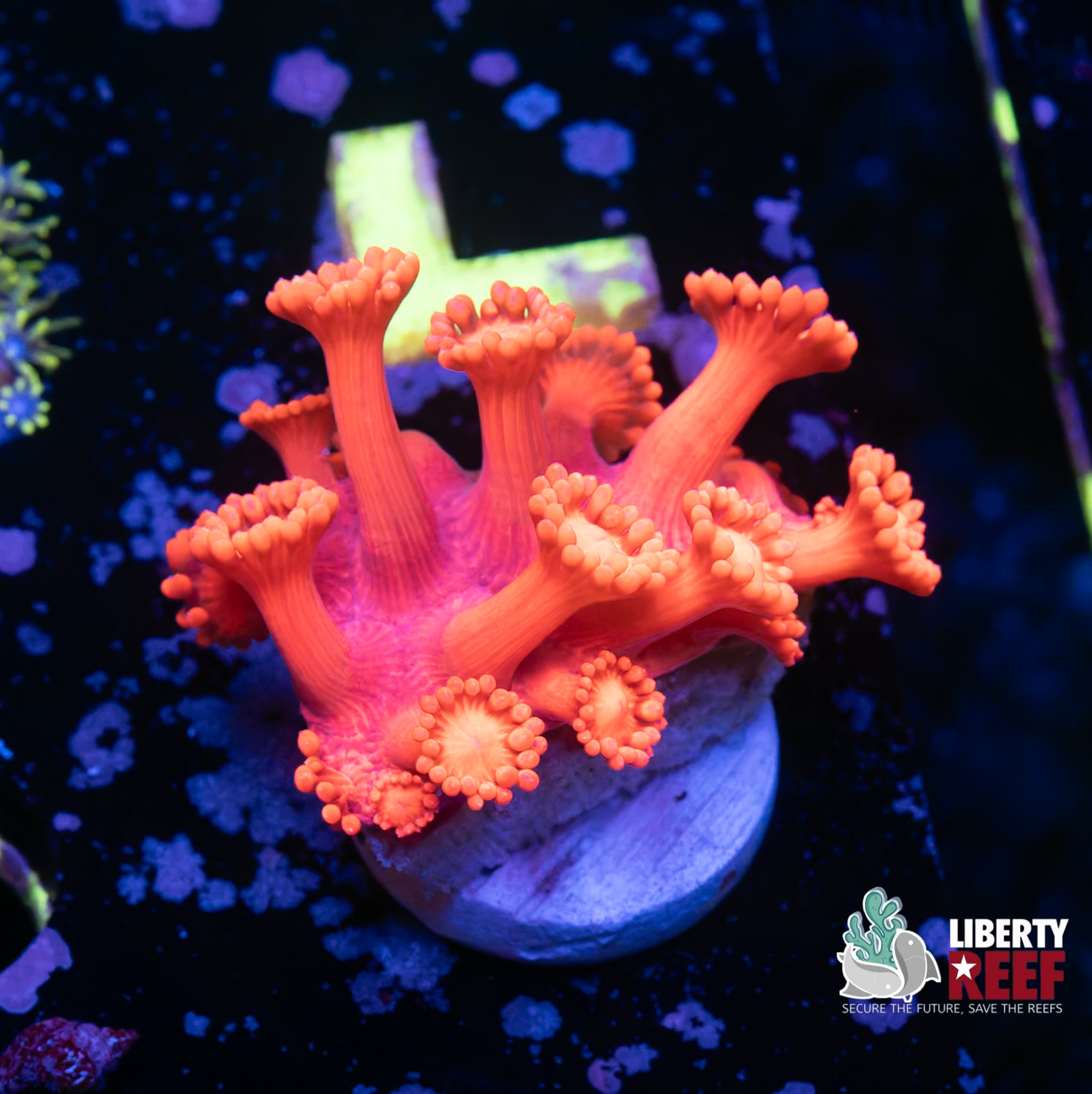 Ultra Red Sparrow Goniopora