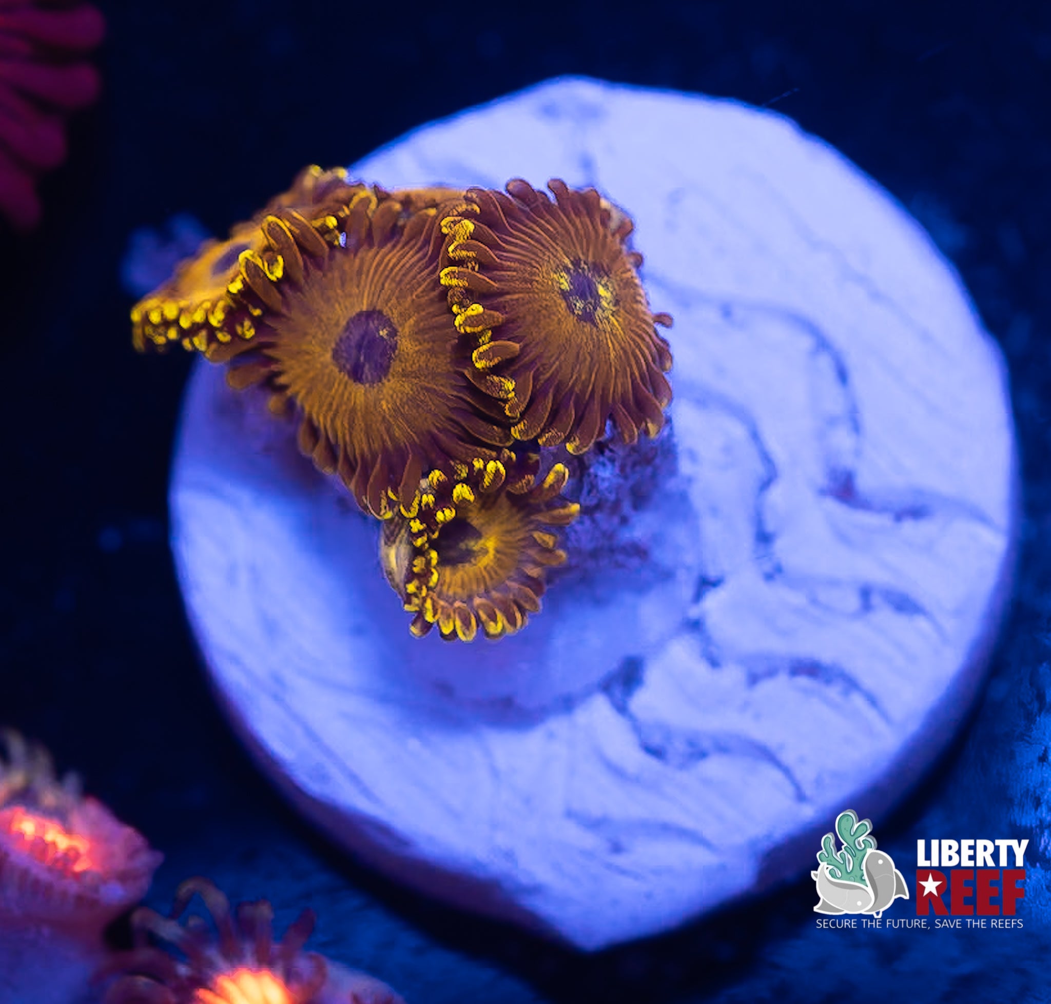 LA Laker Zoas