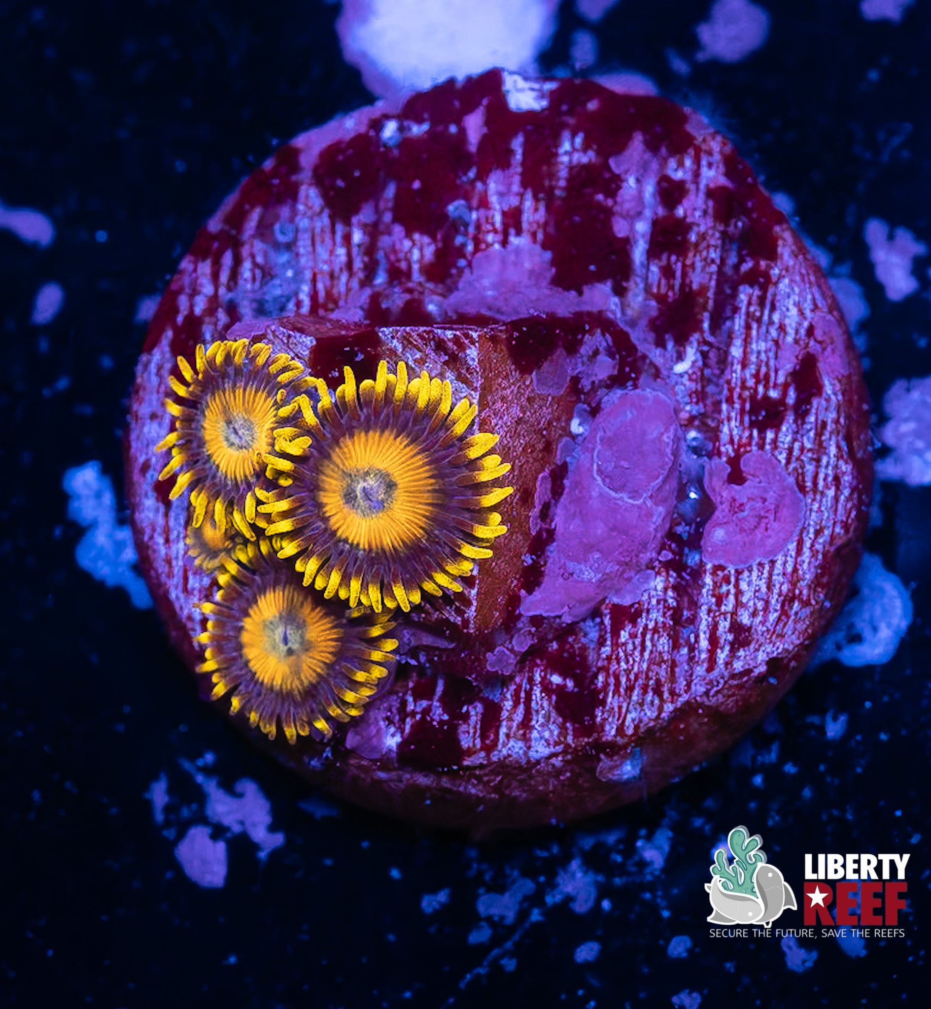 Scrambled Eggs Zoas