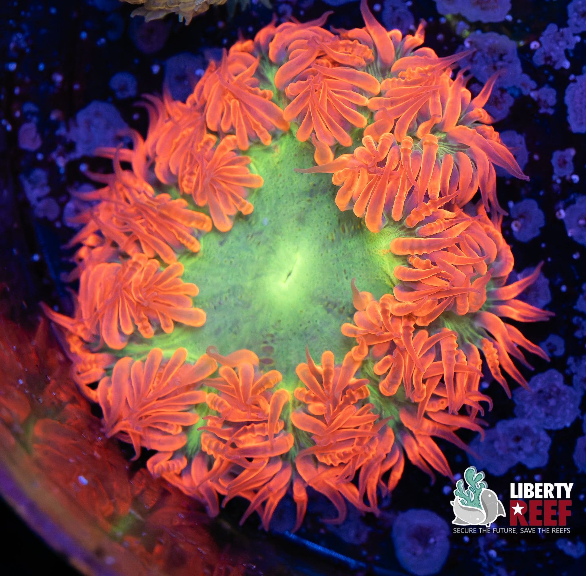 Insane Ultra Rock Flower Anemone