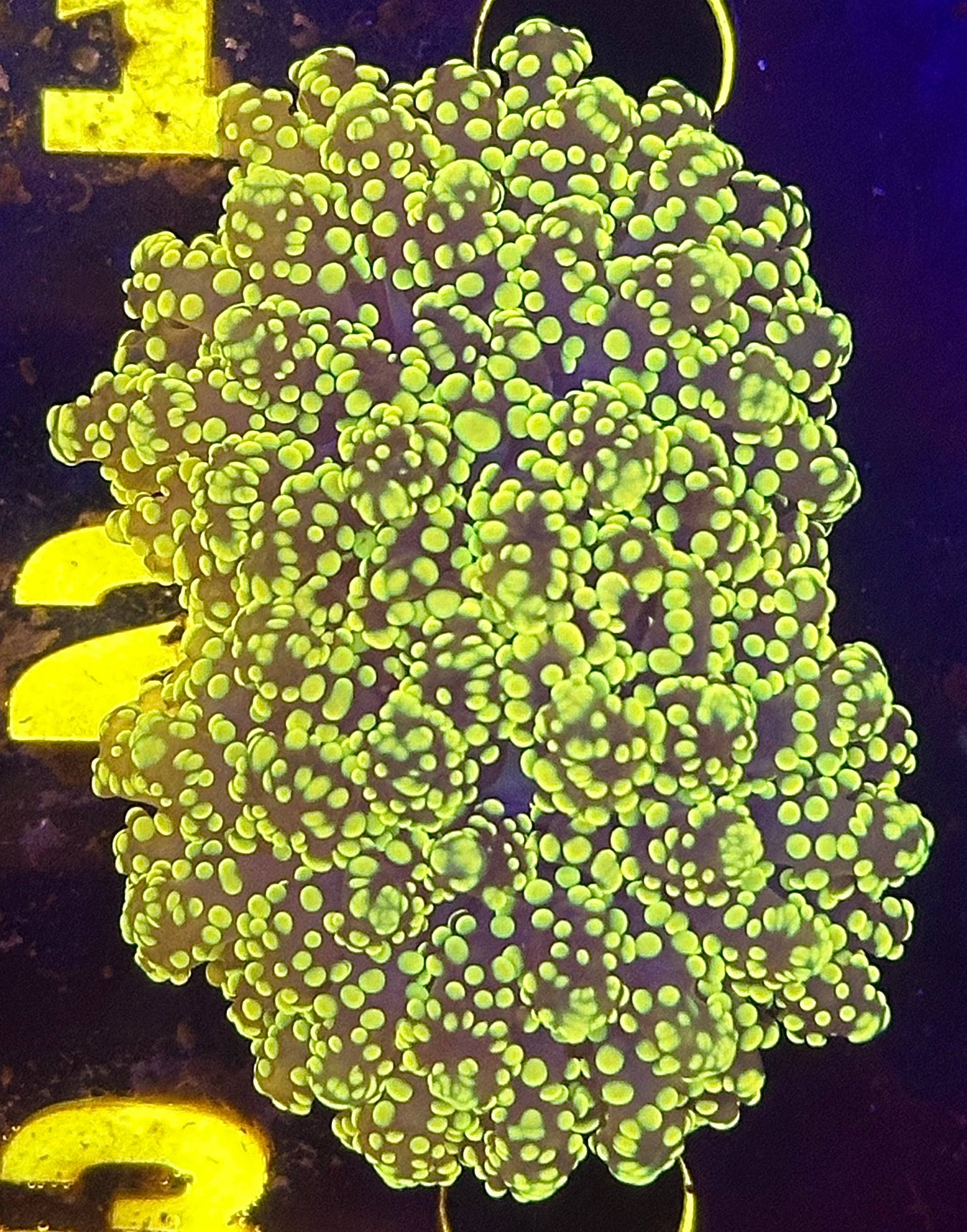 Double Yellow Octospawn