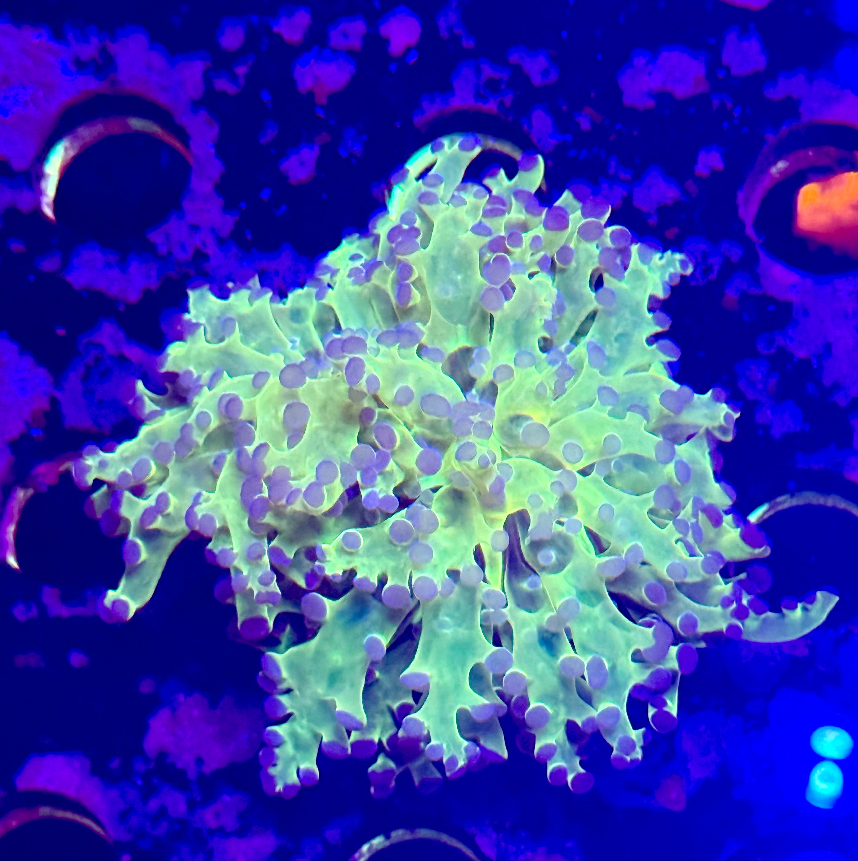 Toxic Frogspawn