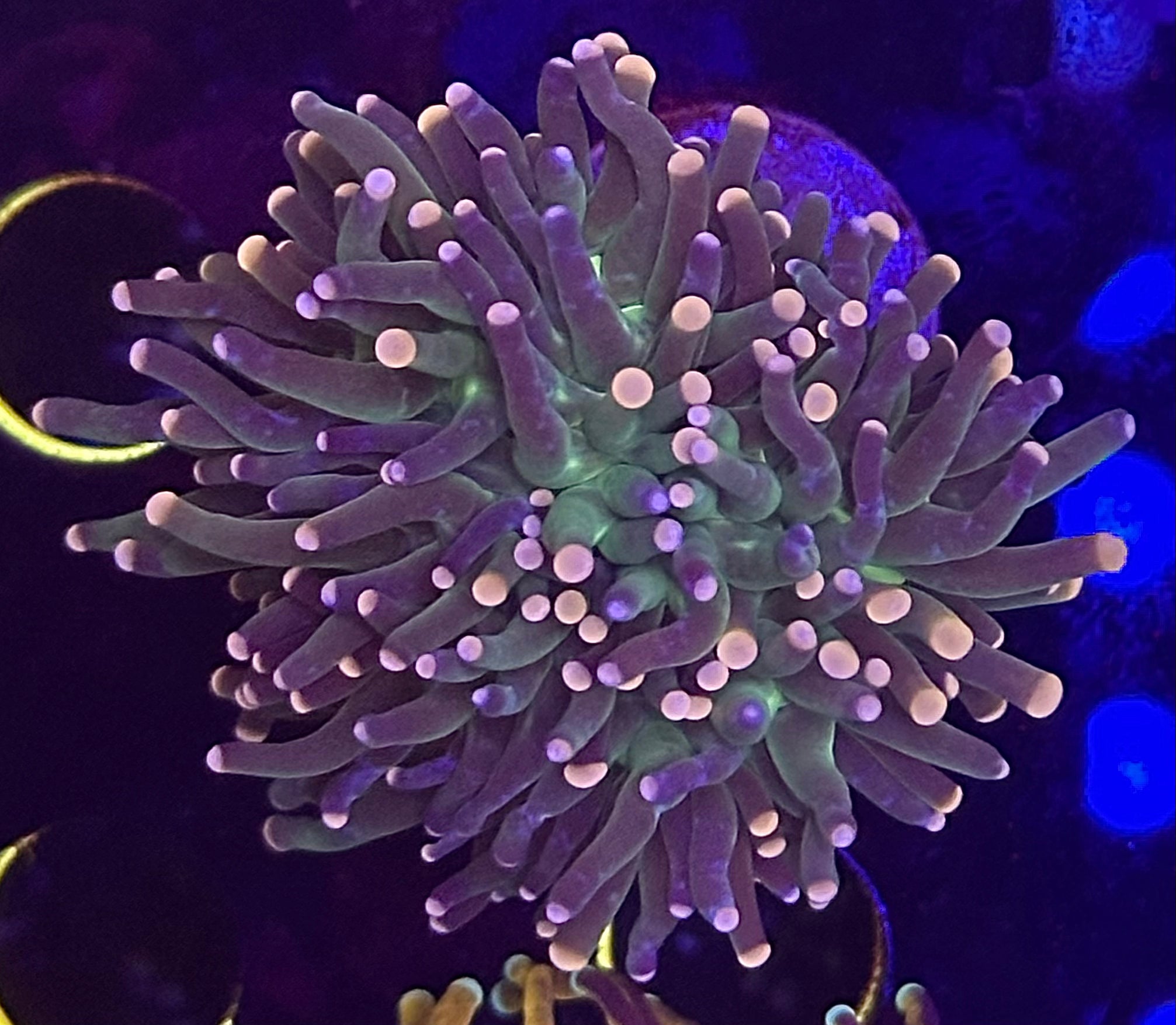 Green Pink Tip Torch