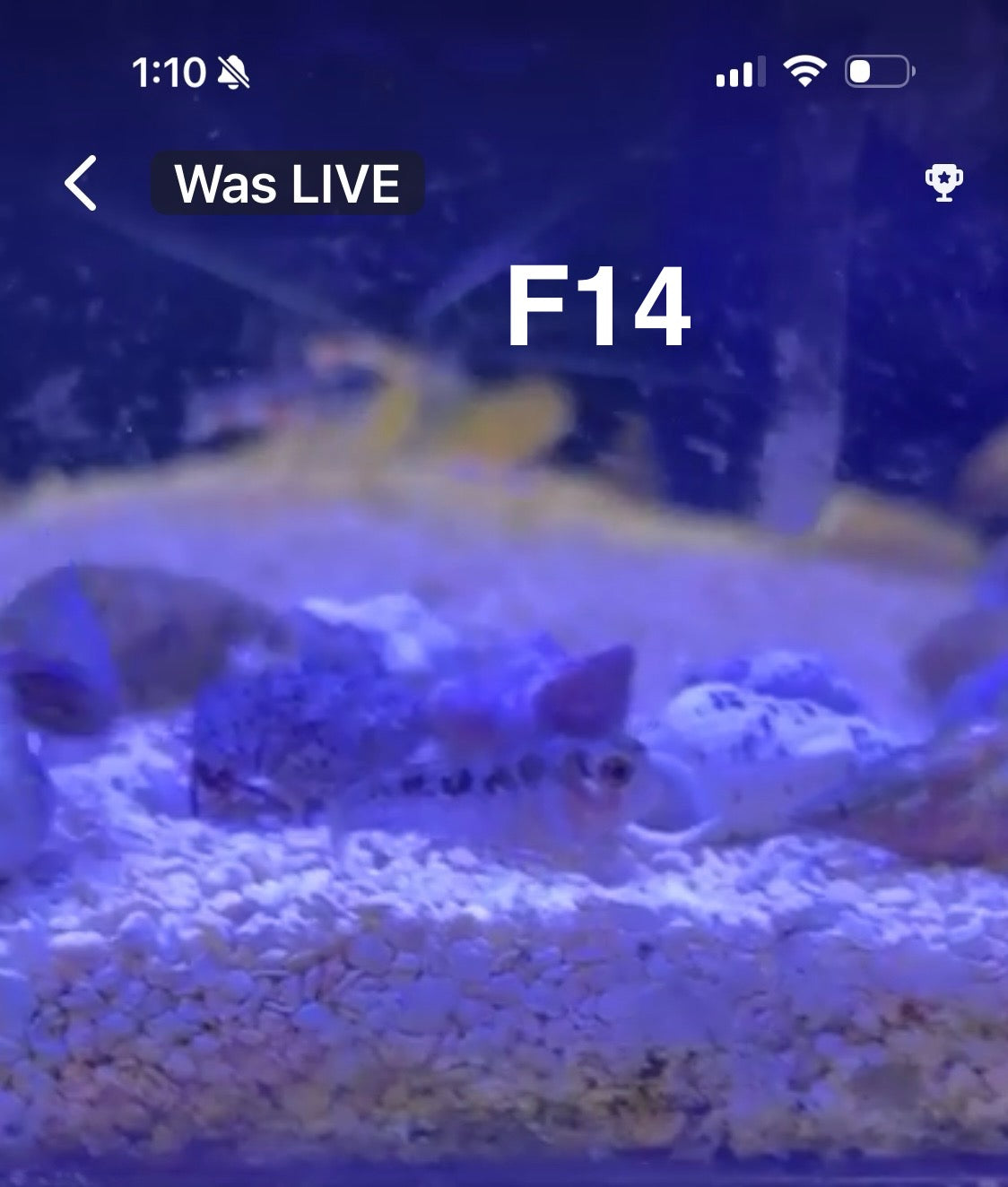 (Copy) Facebook Live Auction 9/20
