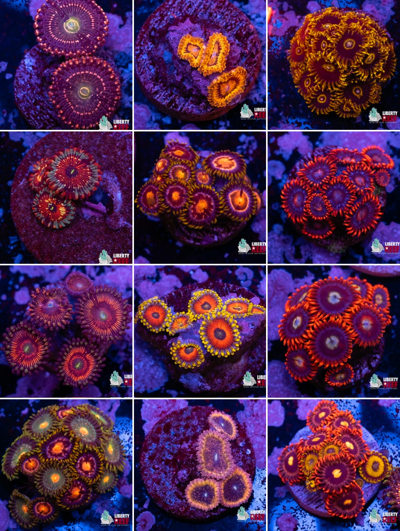 Mystery Zoa 3 Pack