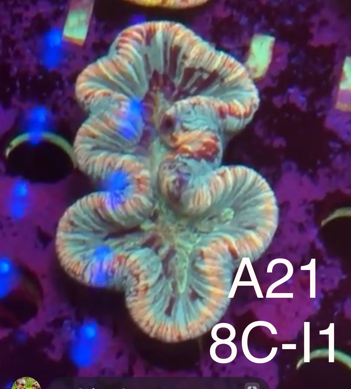 Kelsi Hohensee 10/25 Facebook Live Auction