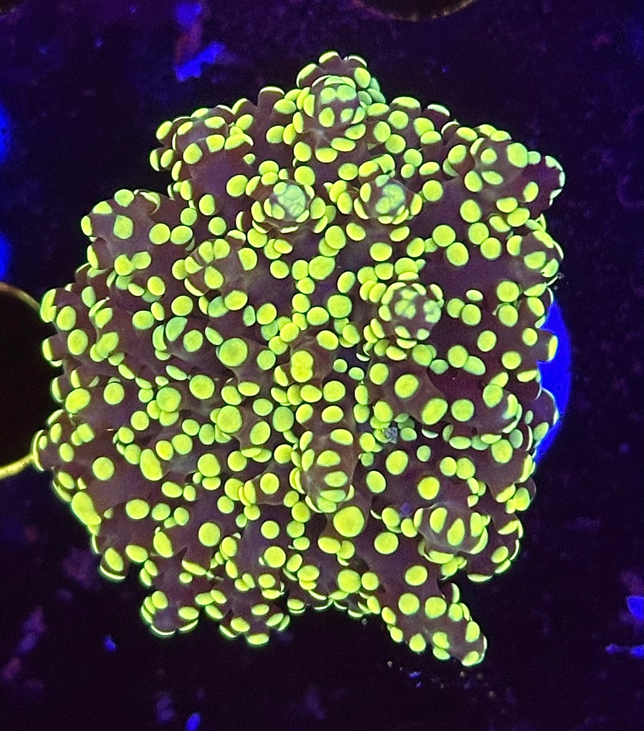 Yellow YaeYae Octospawn