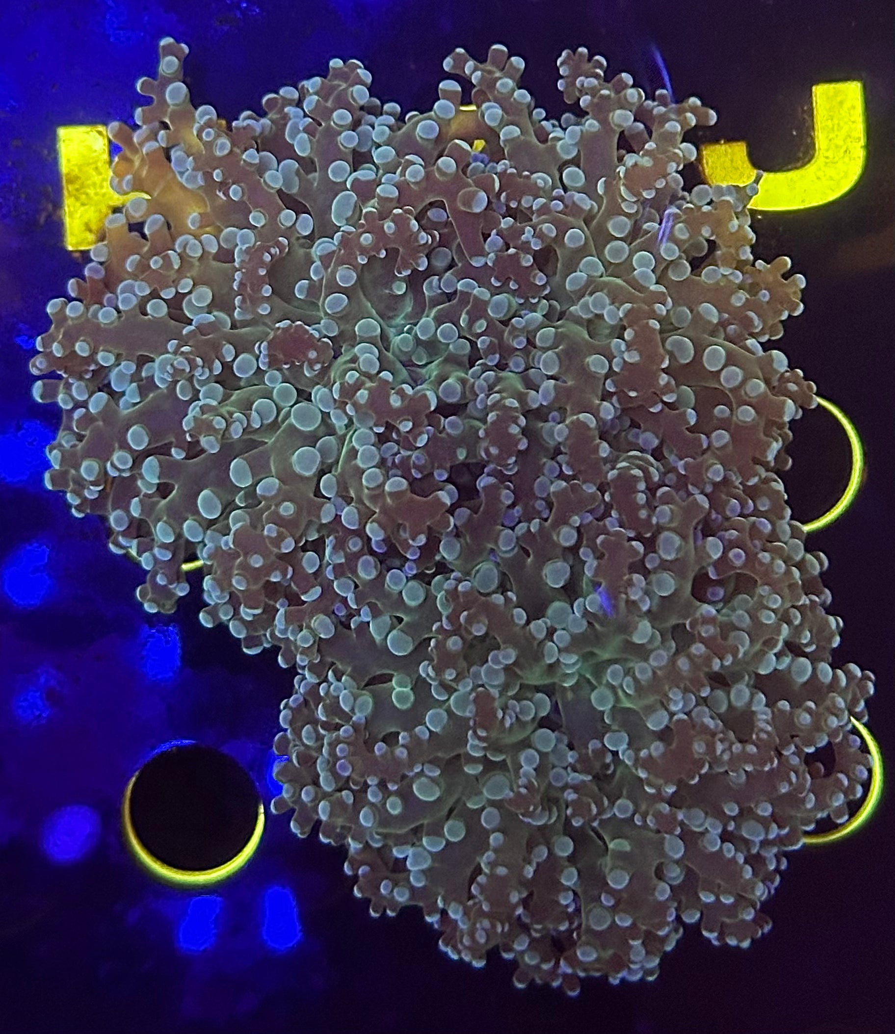 Triple Frogspawn