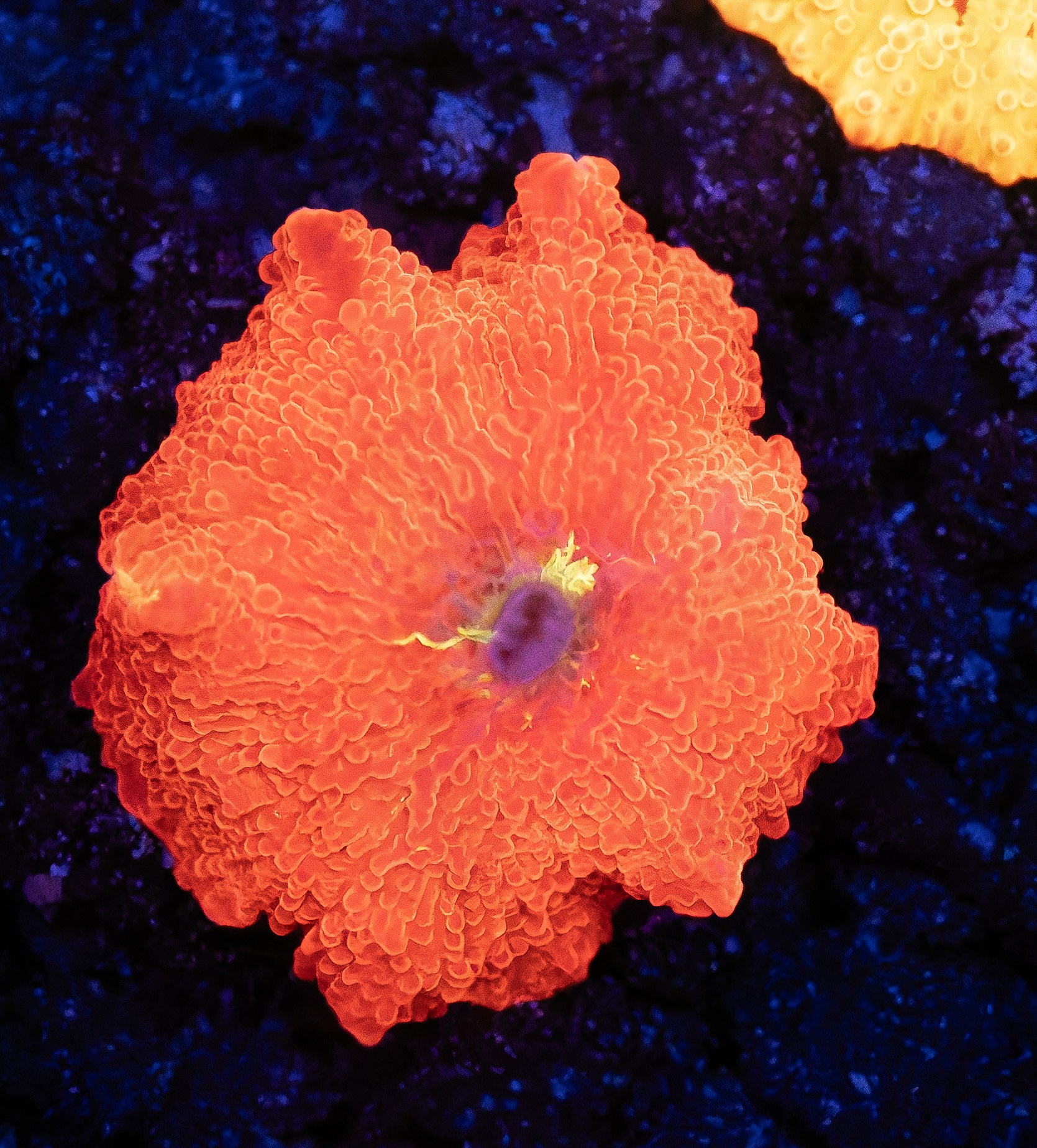 Deadpool Jawbreaker Mushroom