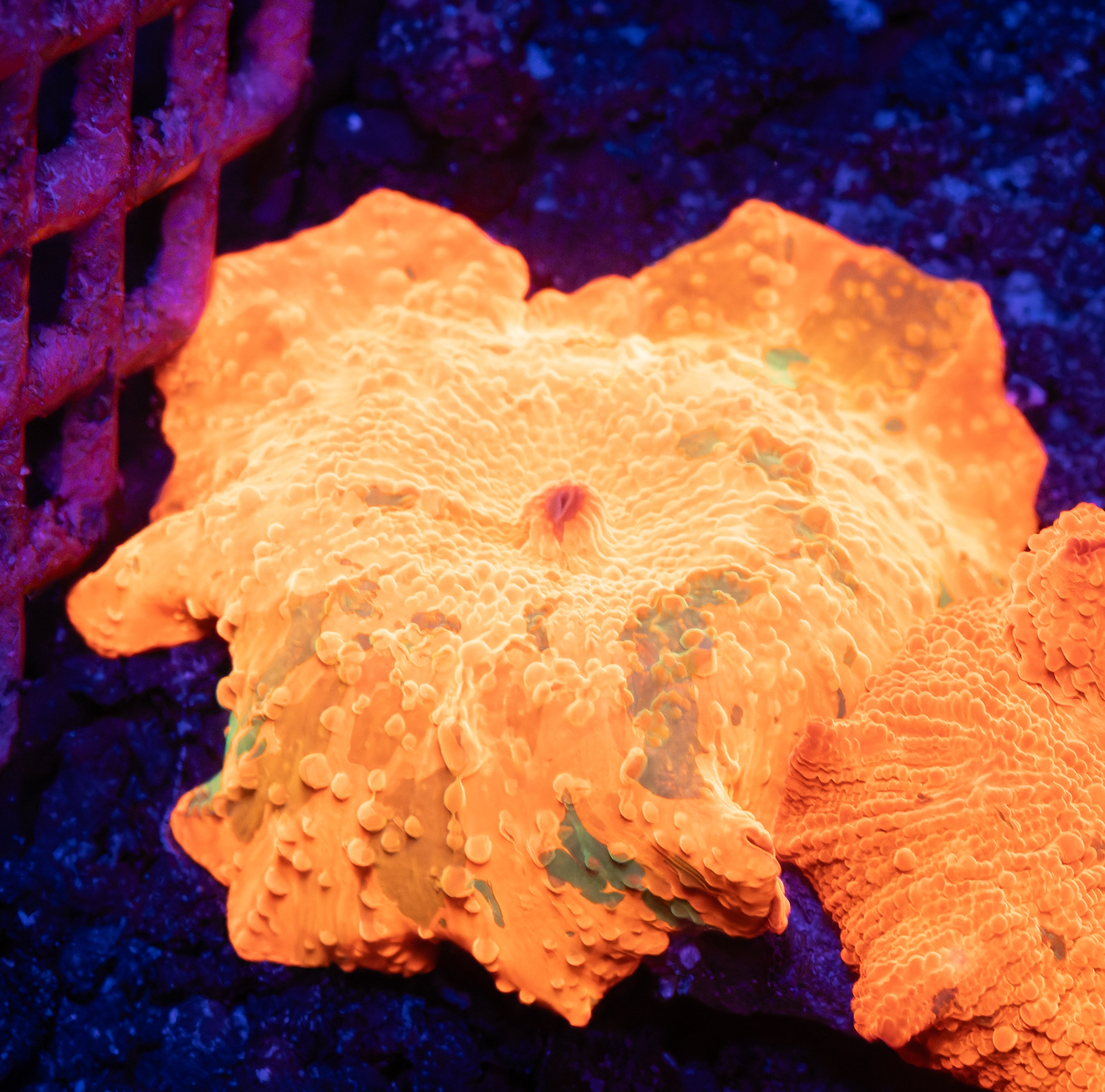 Candy Crush Jawbreaker Mushroom