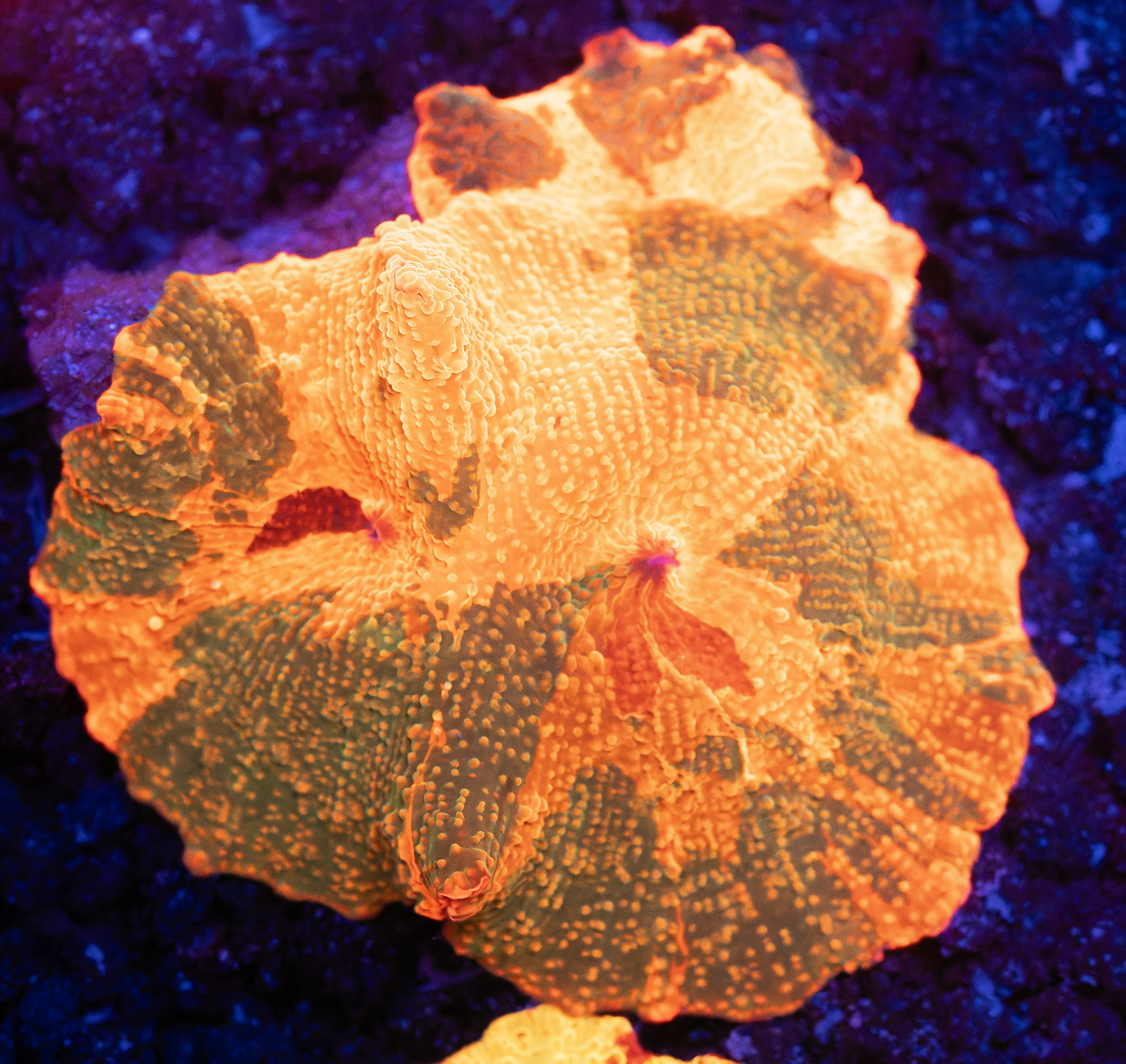 Candy Crush Jawbreaker Mushroom