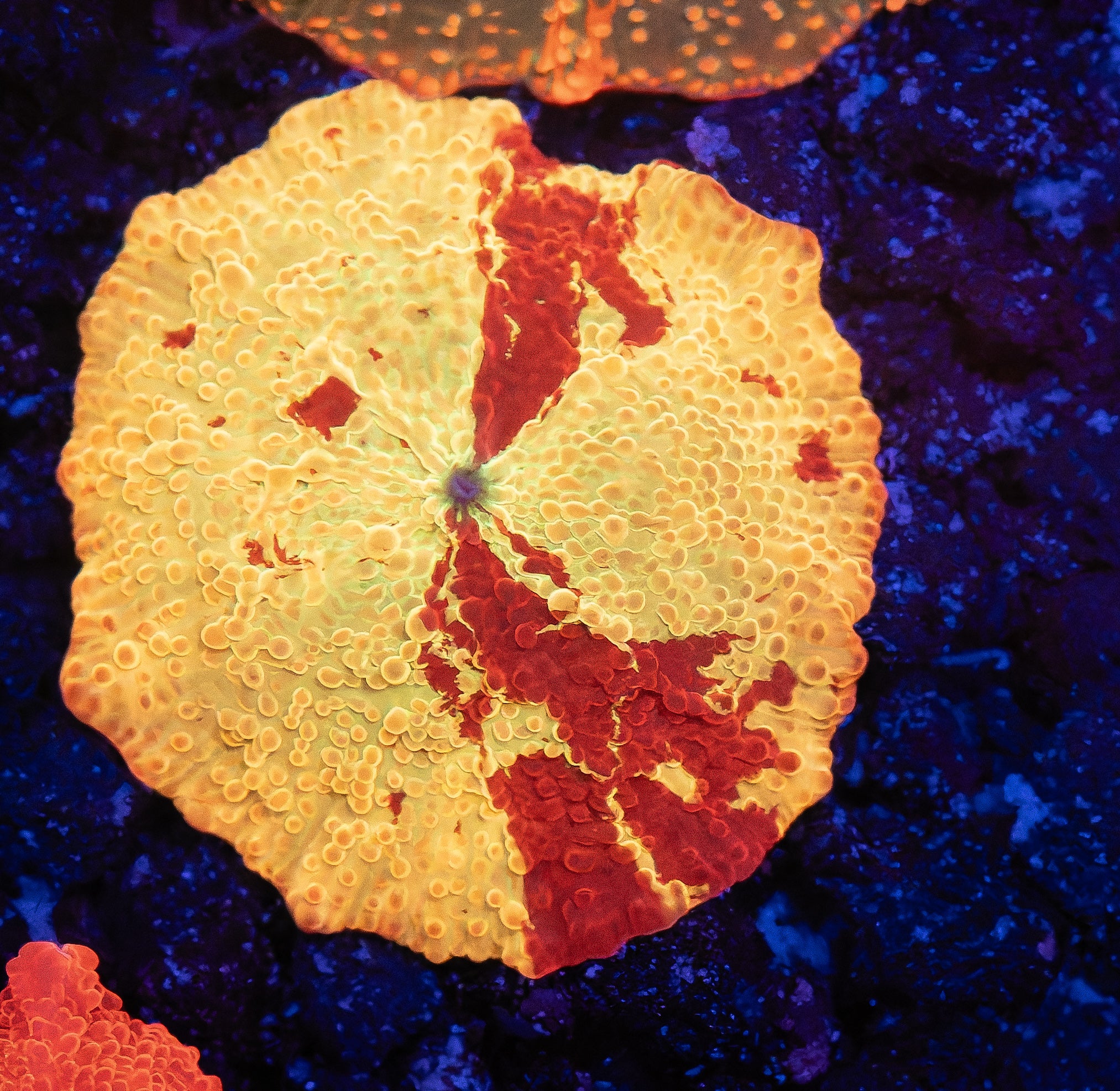 Original Poletti Jawbreaker Mushroom