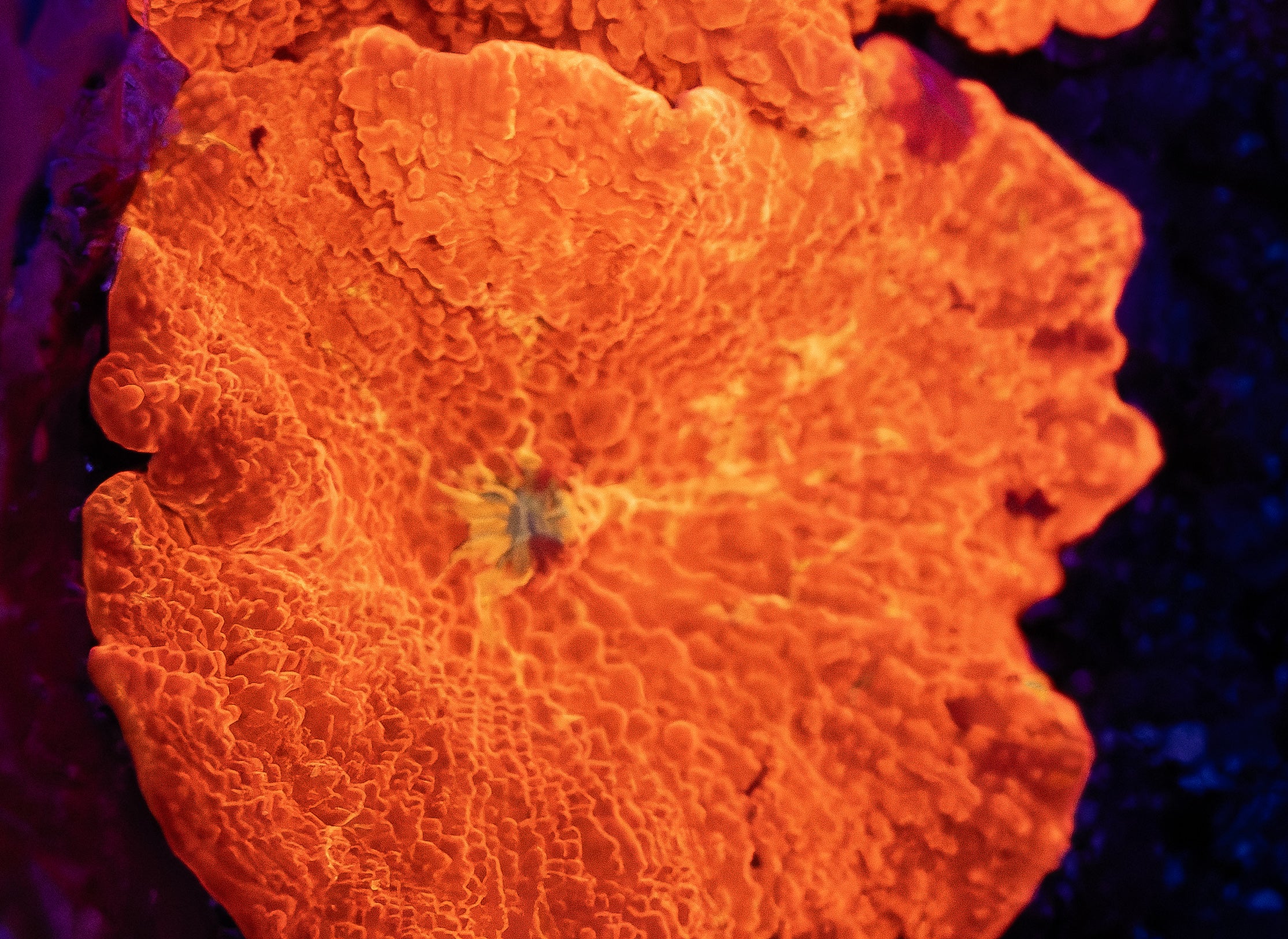 Deadpool Jawbreaker Mushroom