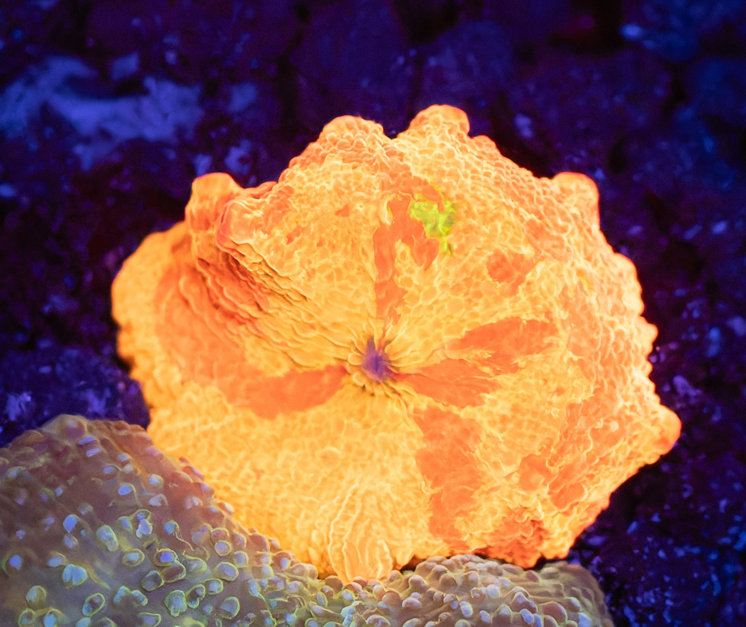 Deadpool Jawbreaker Mushroom