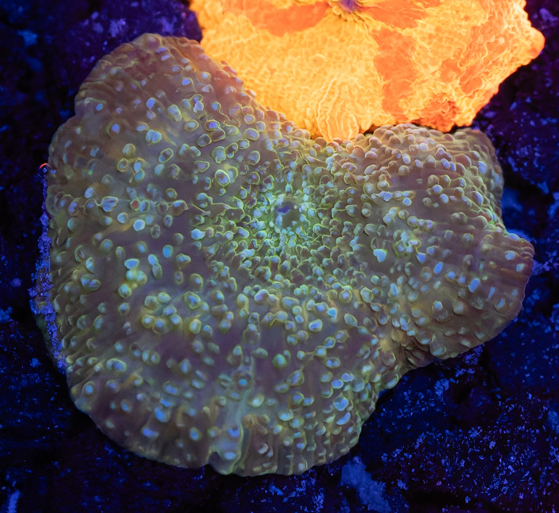 Kyptonite Jawbreaker Mushroom