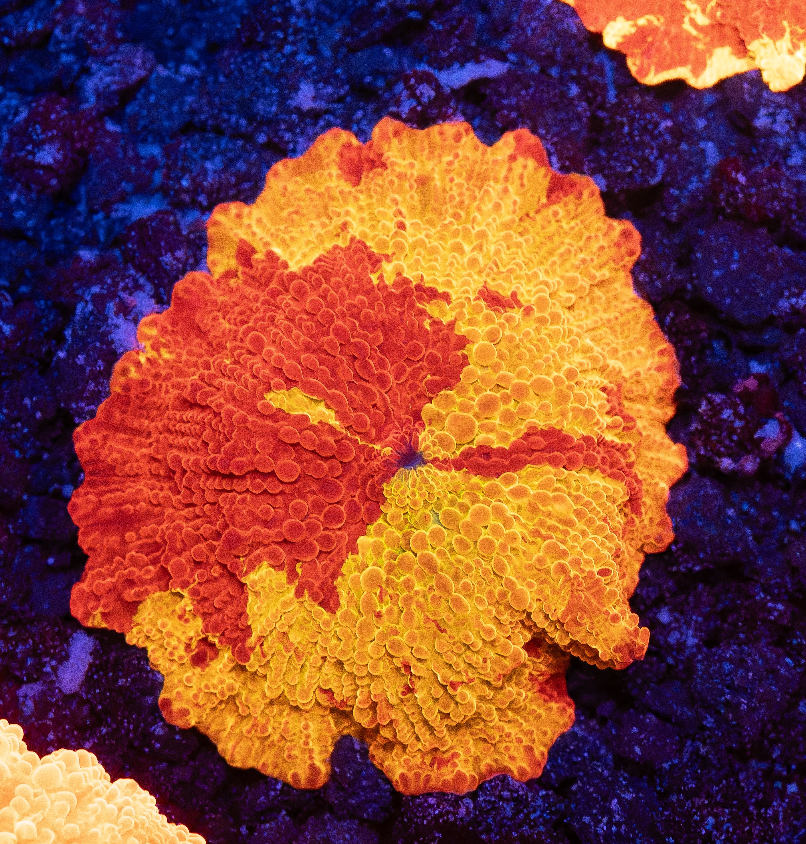 Deadpool Jawbreaker Mushroom