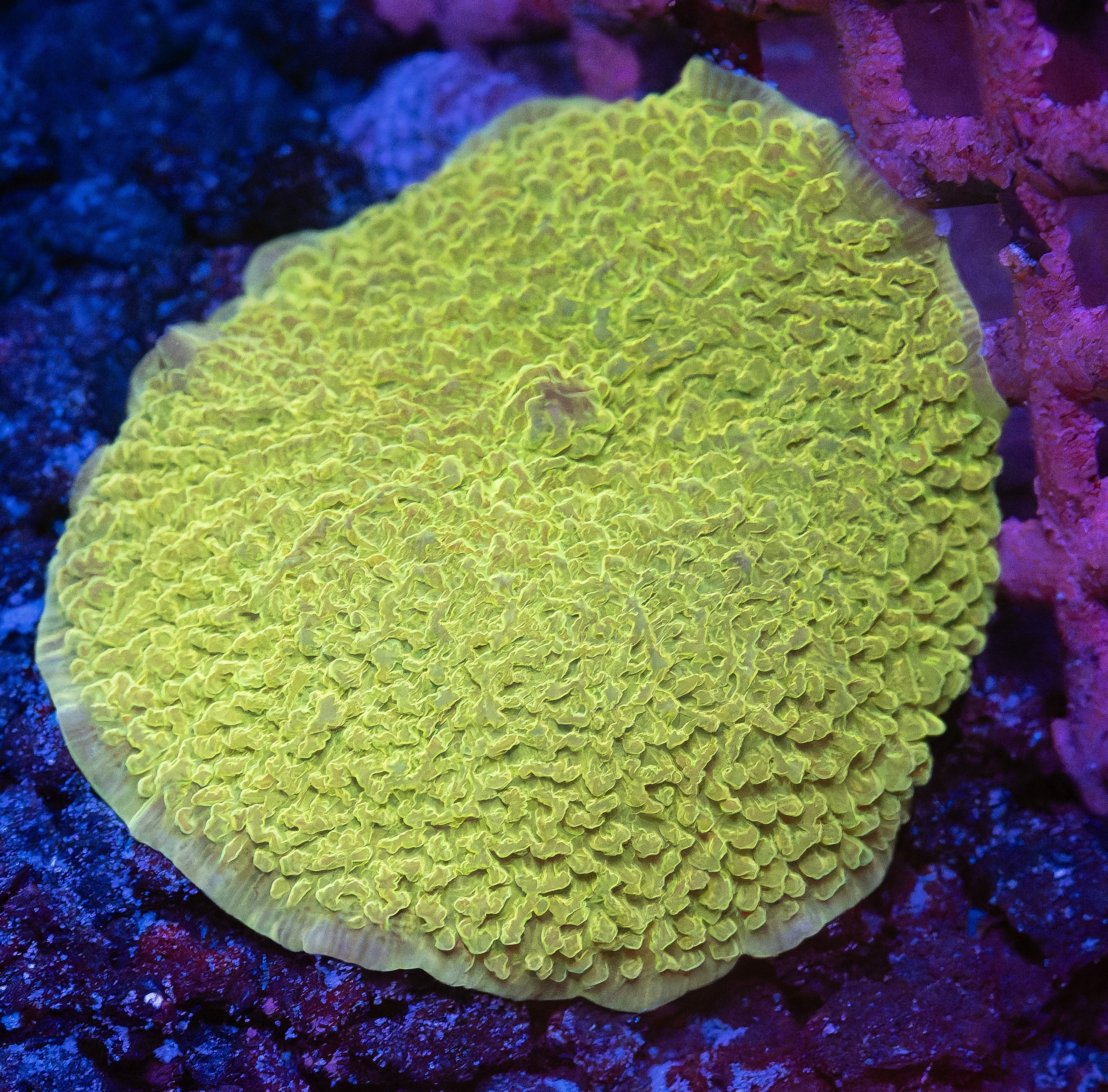 Kryptonite Jawbreaker Mushroom