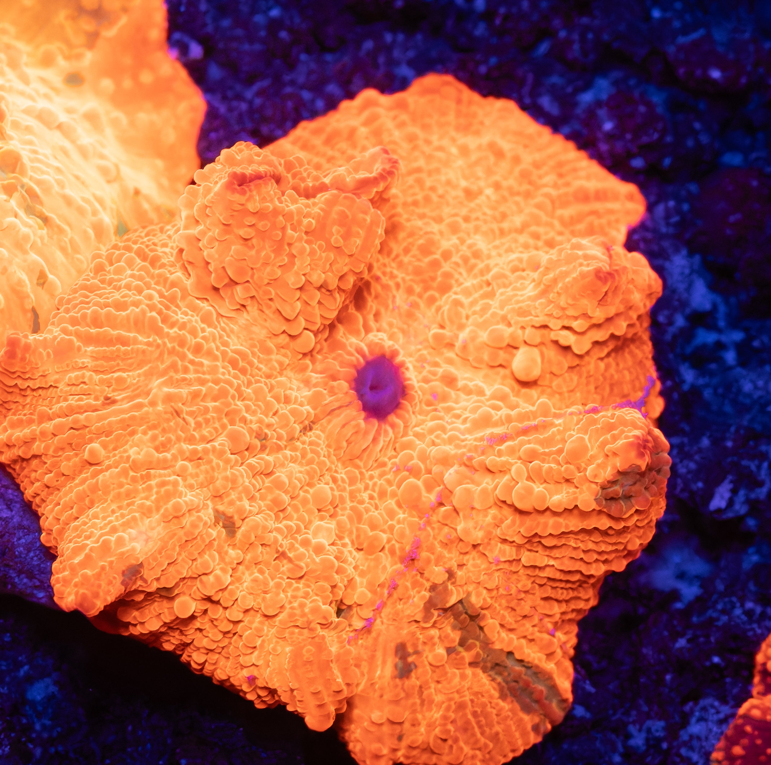 Candy Crush Jawbreaker Mushroom