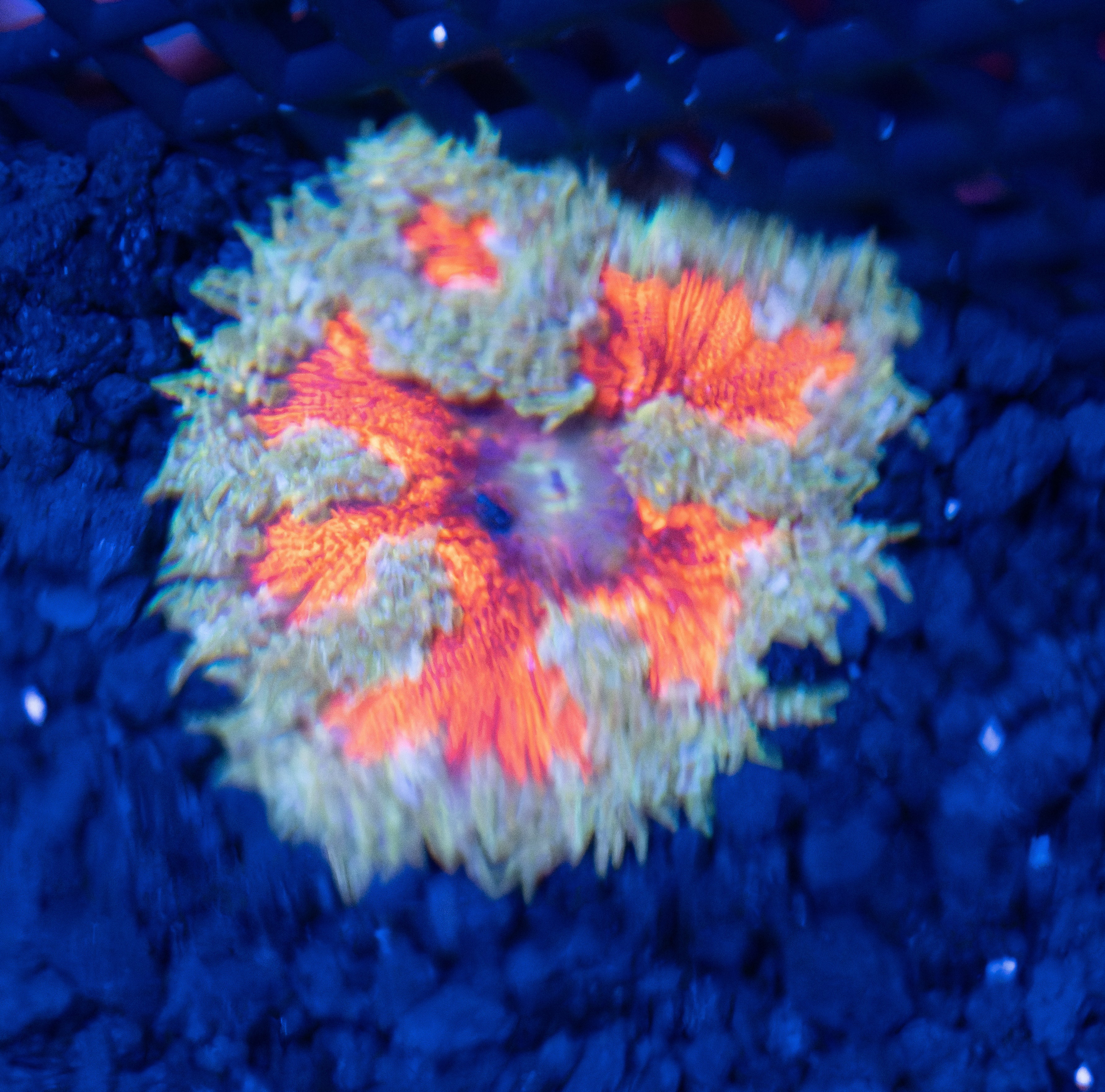 Oompa Loompa Ultra Rock Flower