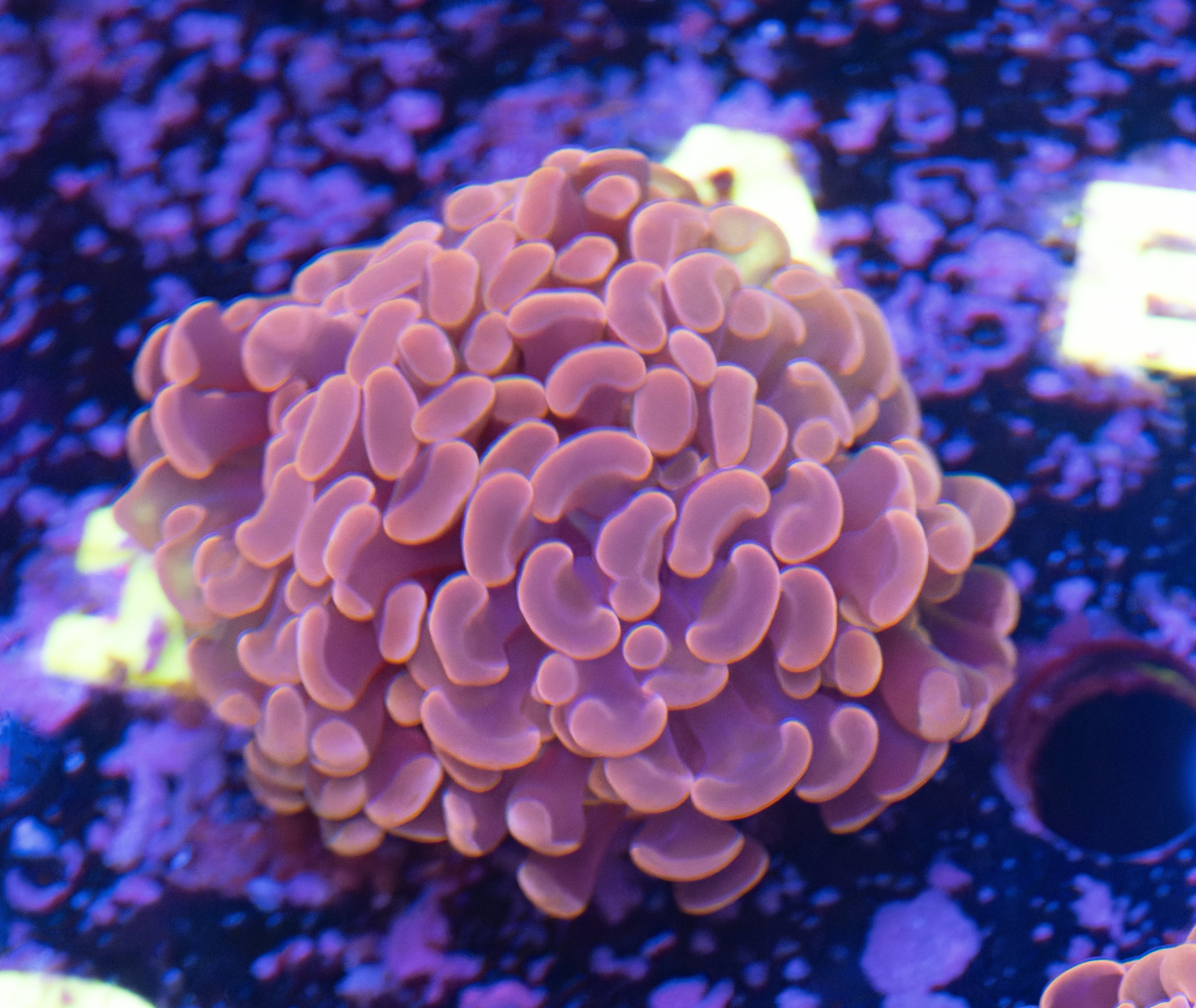 Pink Hammer