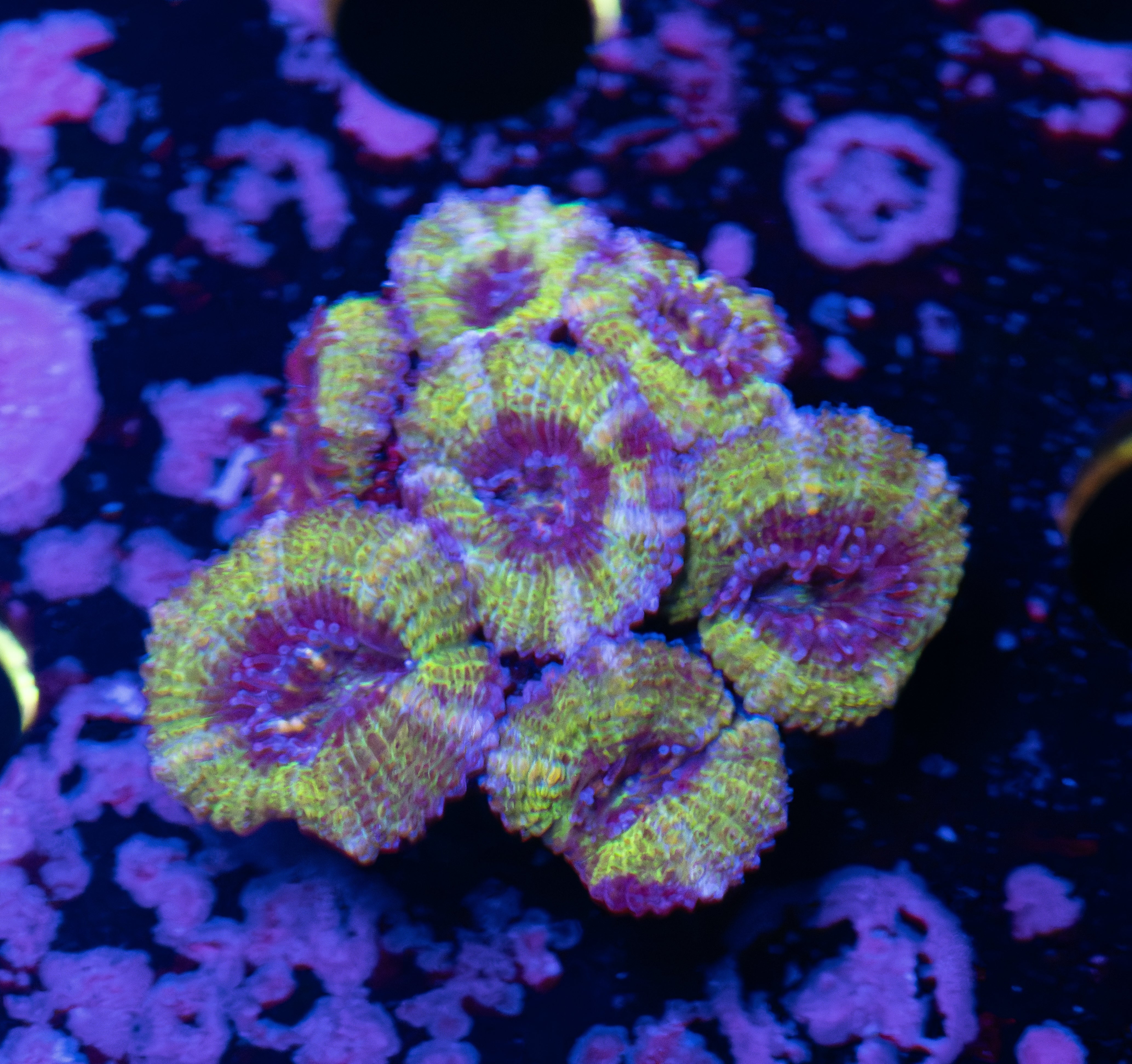 Wicked Acan