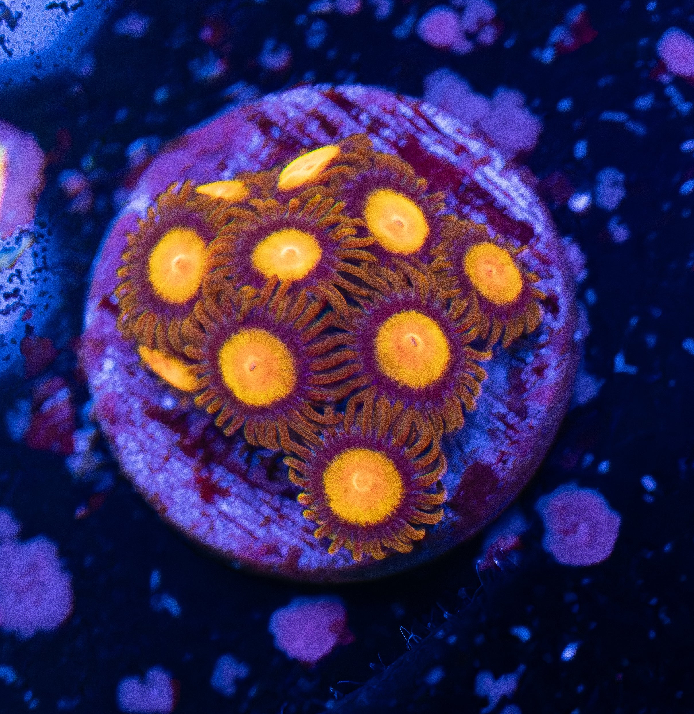 King Midas Zoas