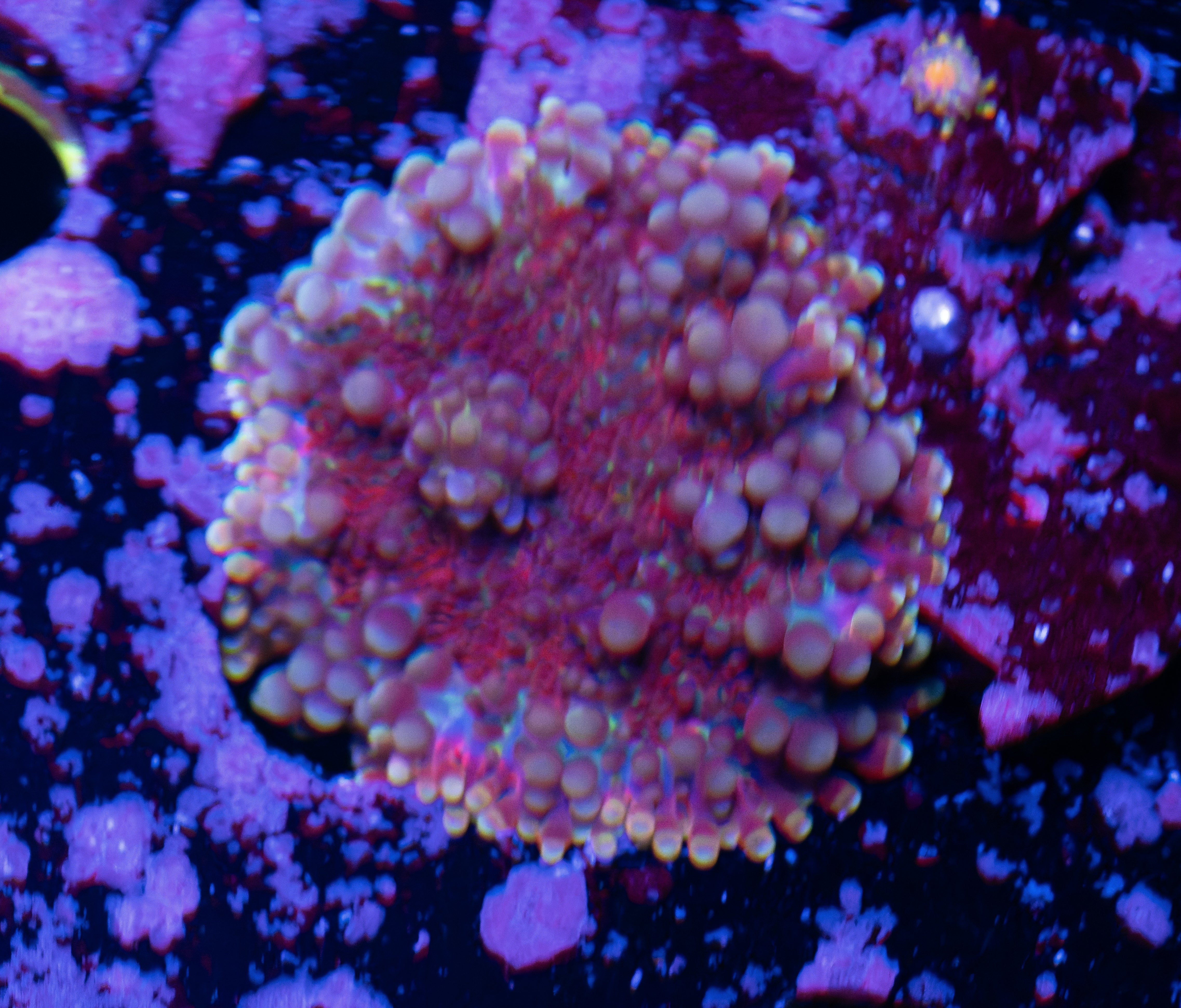 Rainbow Ricordia Mushroom