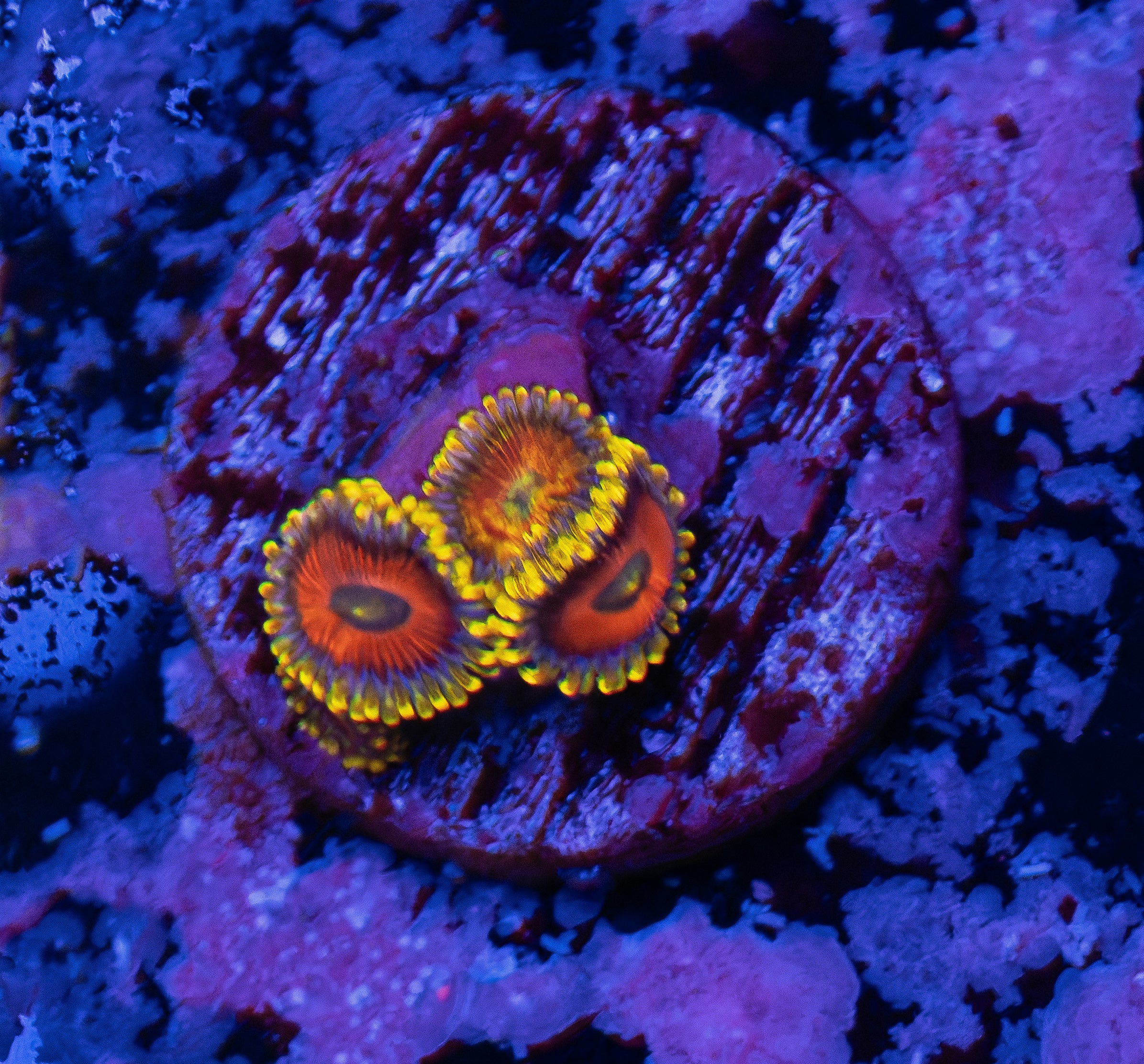 Jungle Juice Zoas
