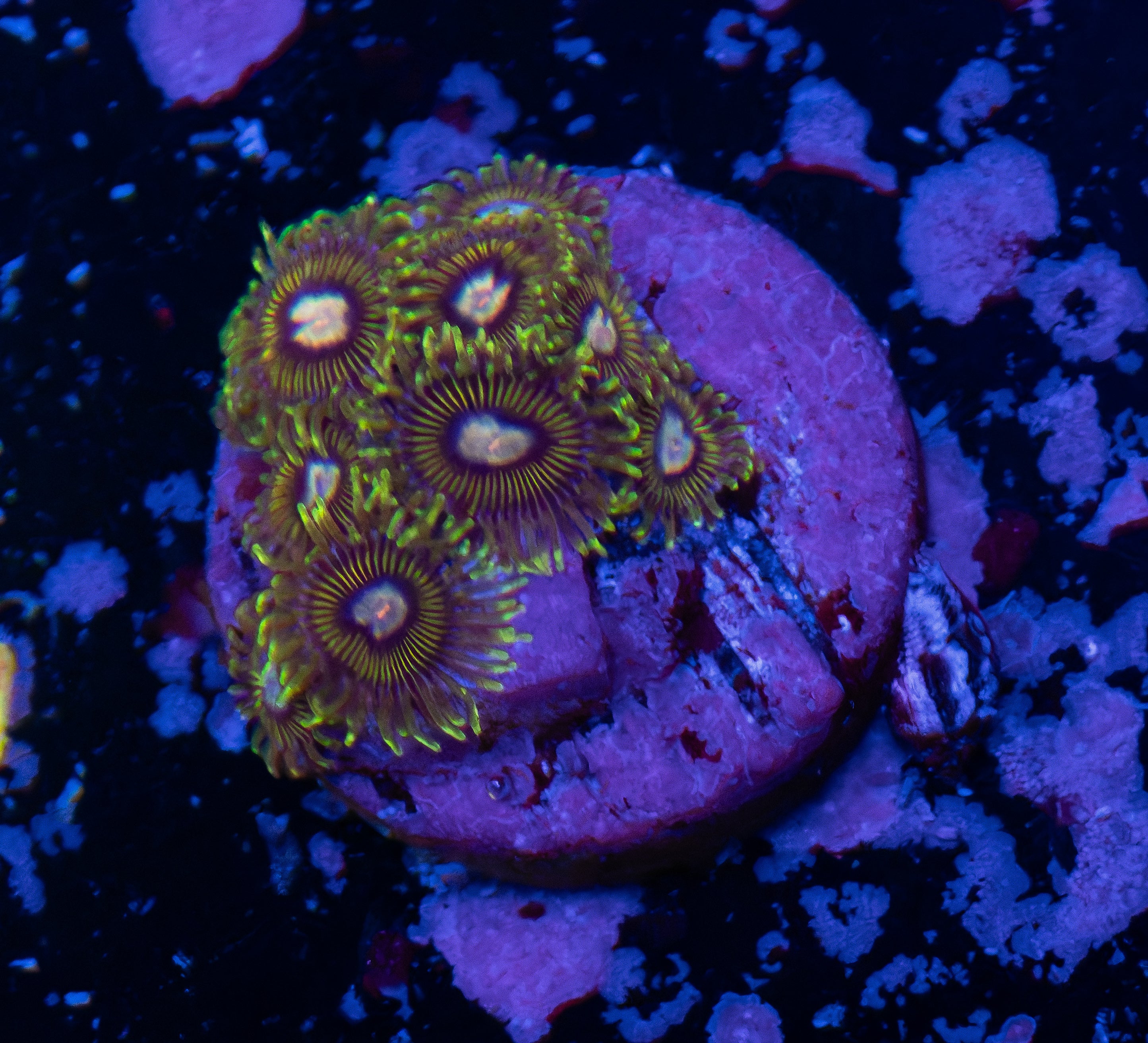 Tweety Birds Zoas