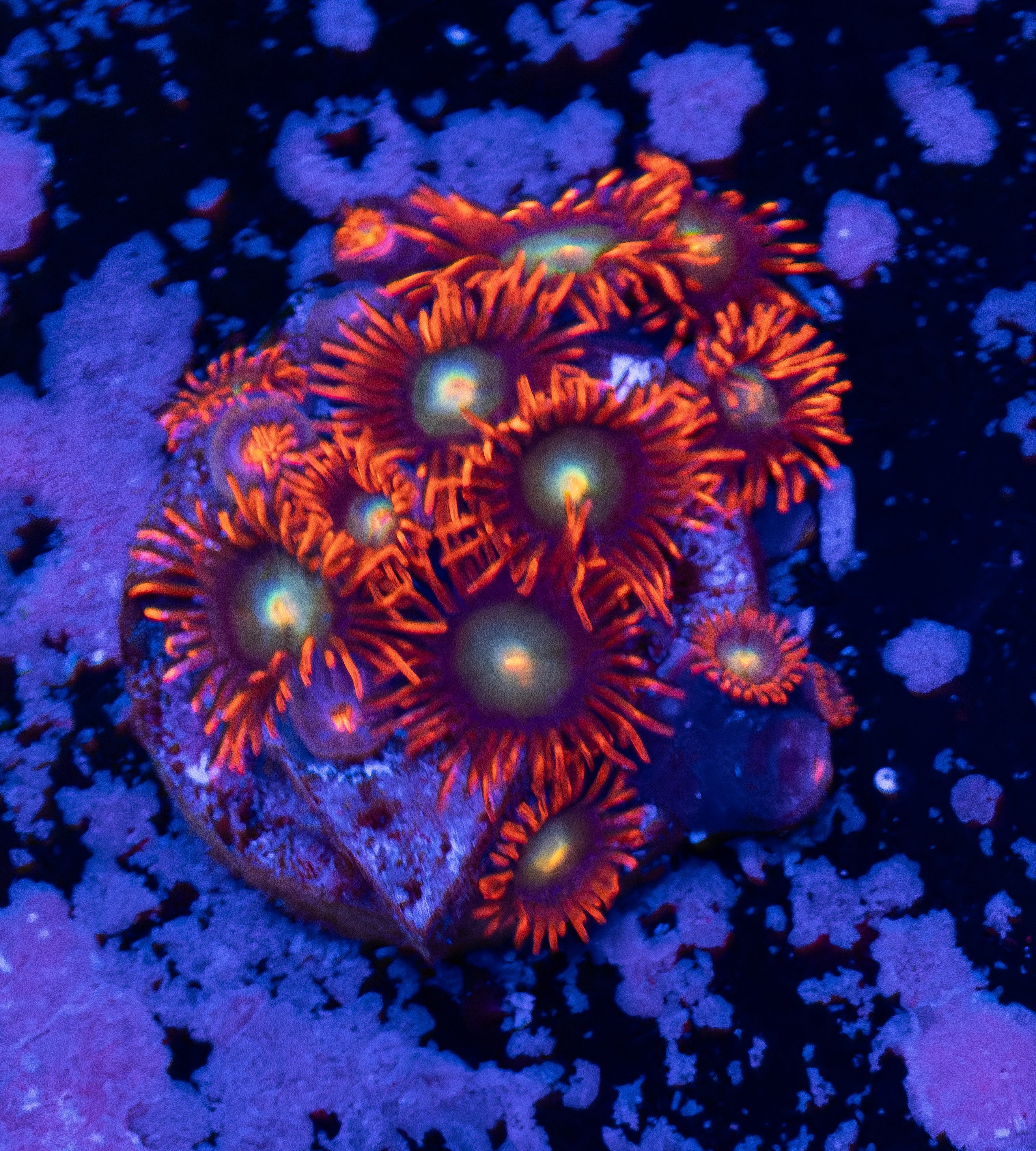 Punk Rockers Zoas