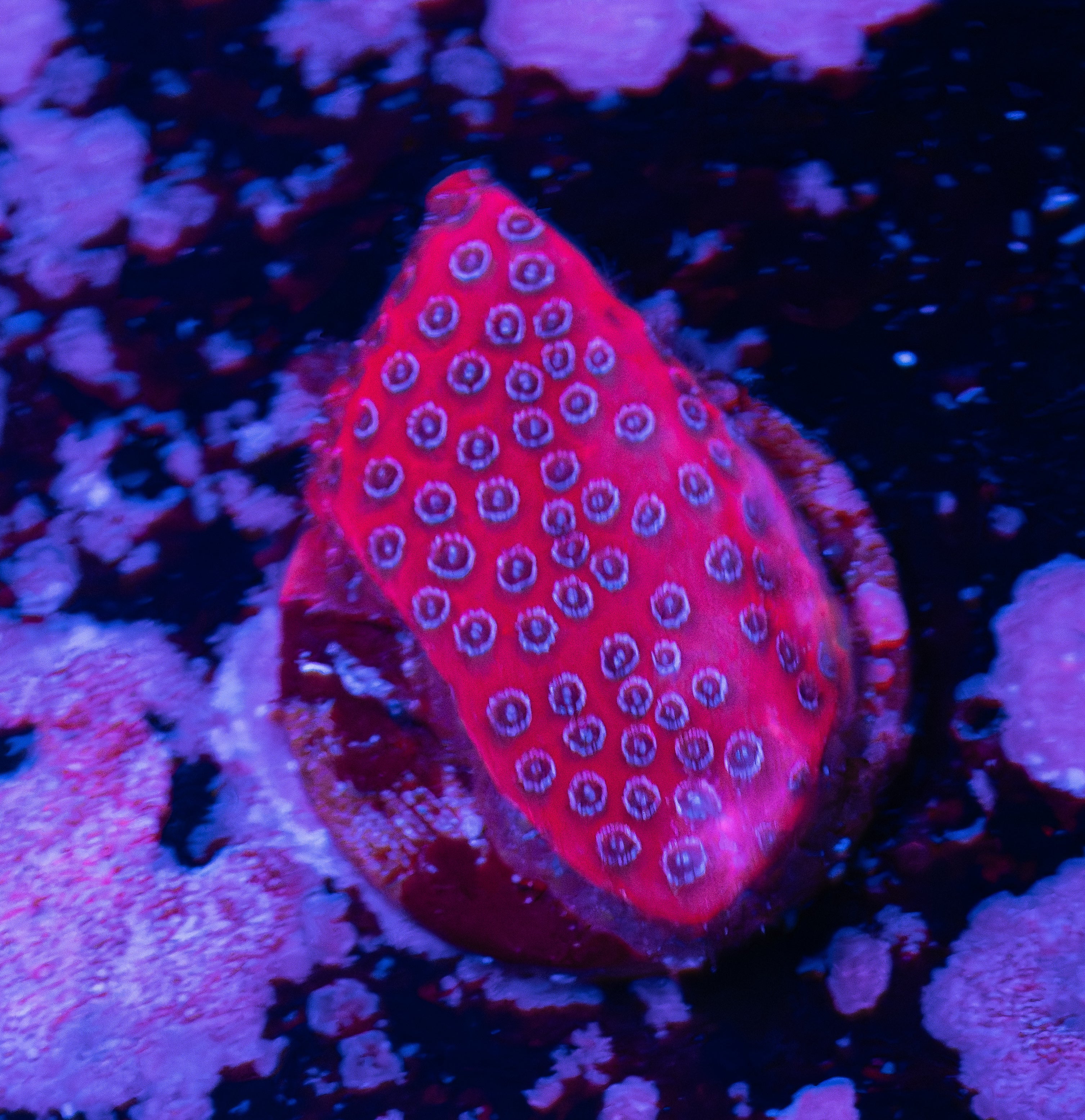 Darth Maul Porites