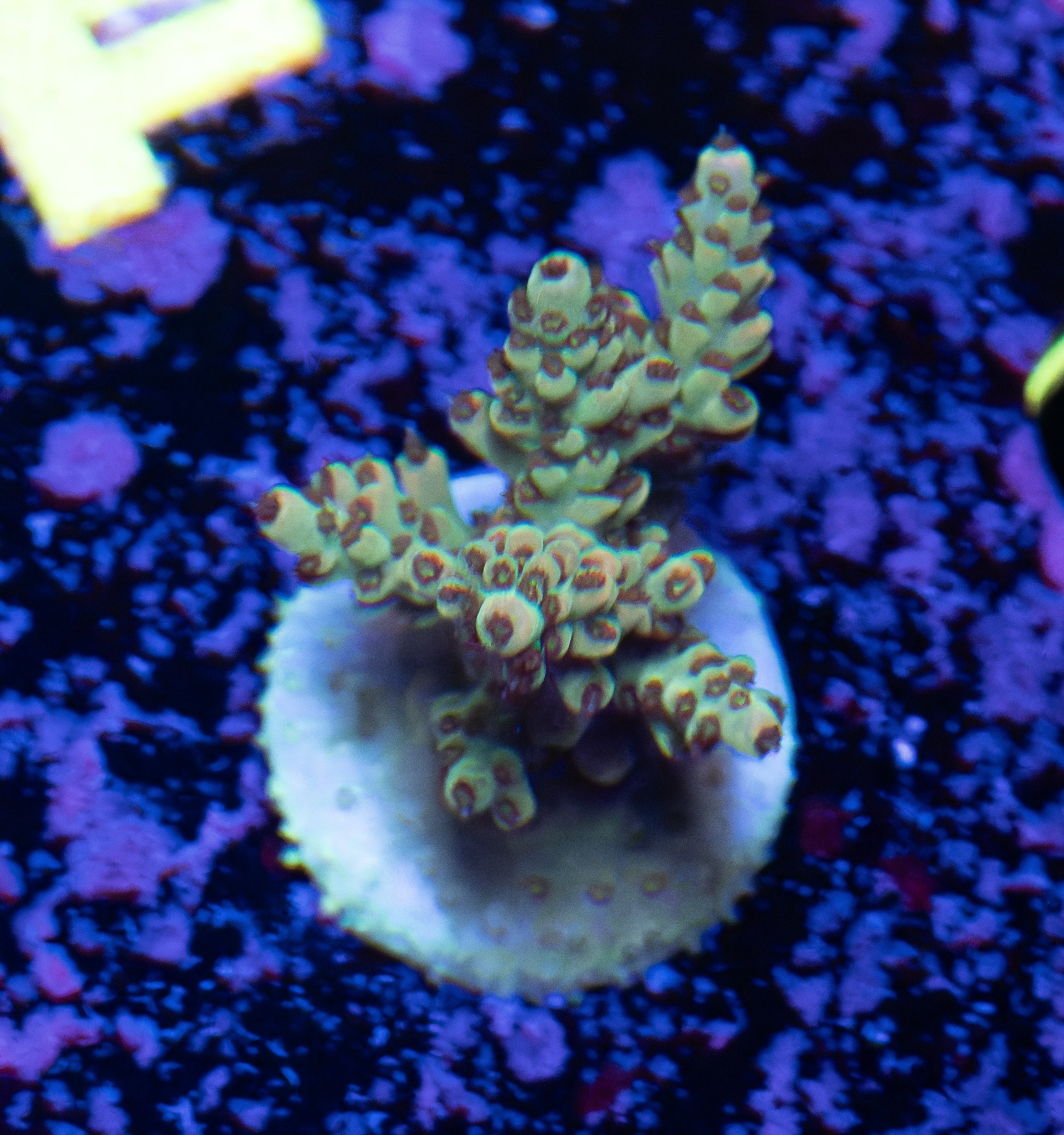 Acro Frag