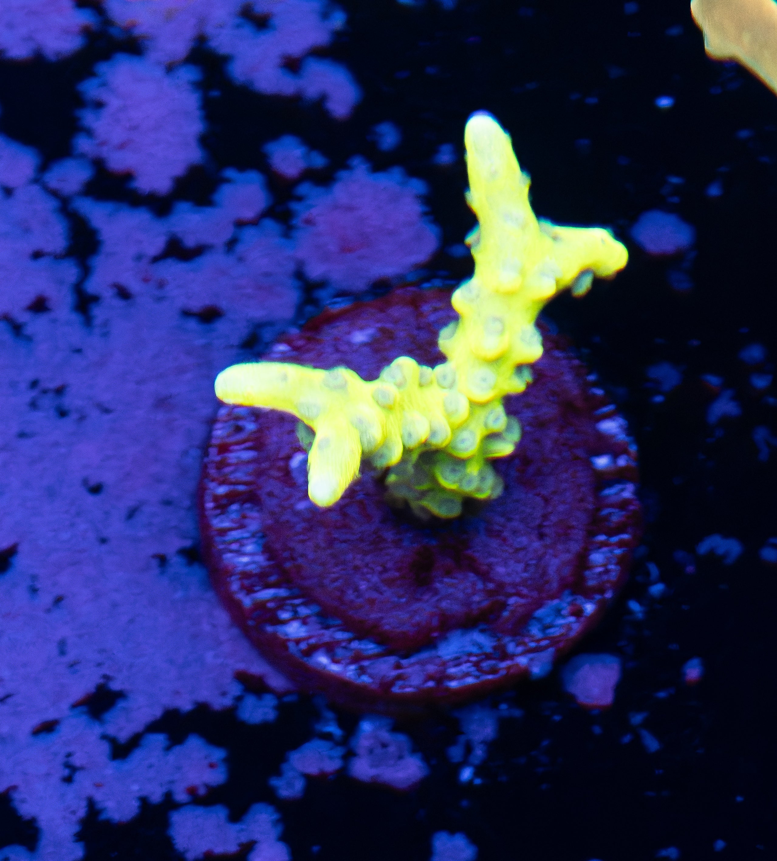Fluorescent Green Acro