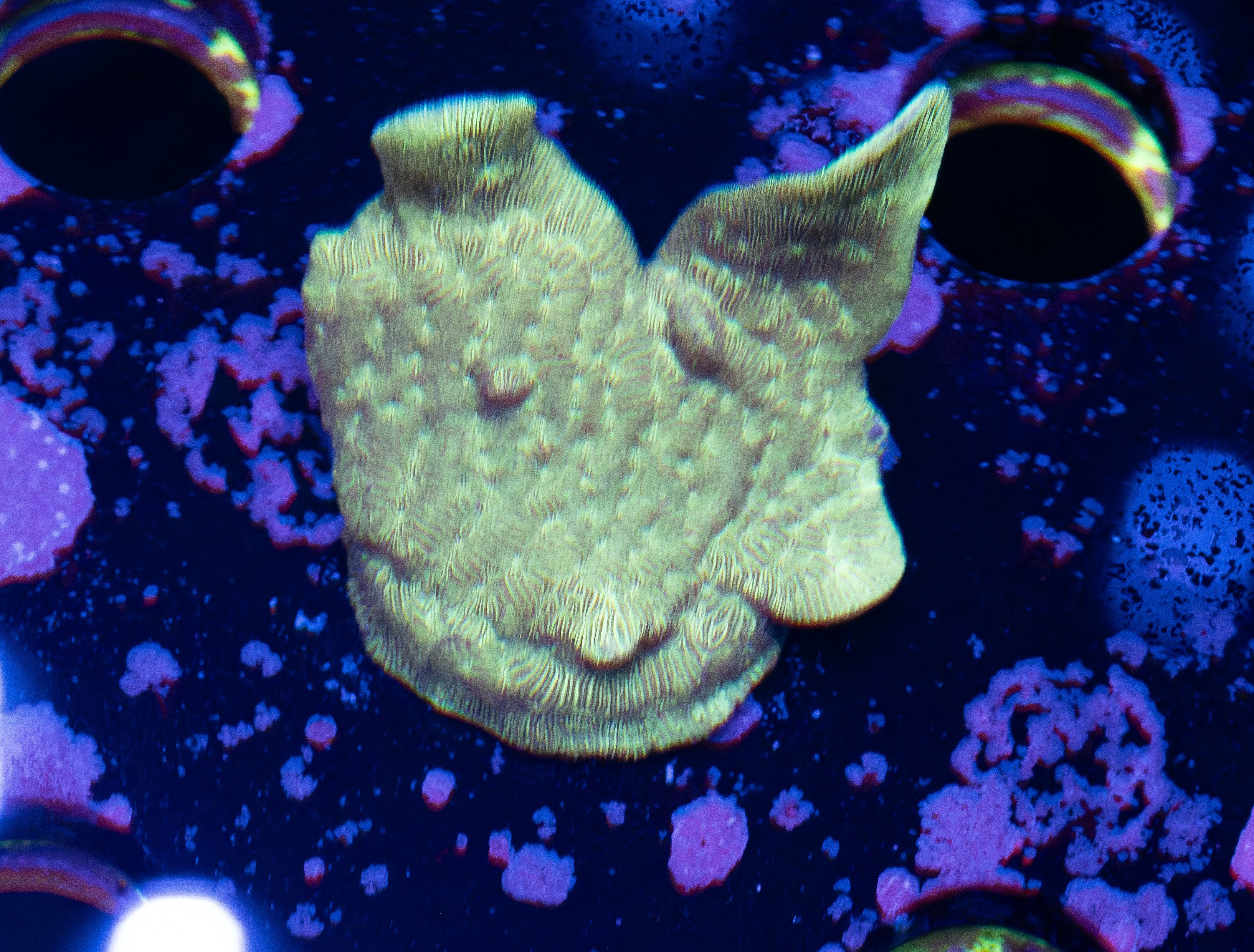 Branching Leptastrea