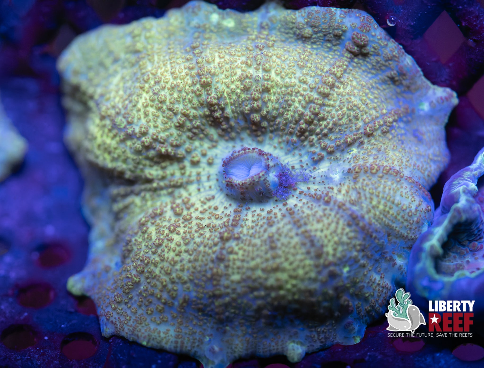 Mean Green Neglectus Mushroom