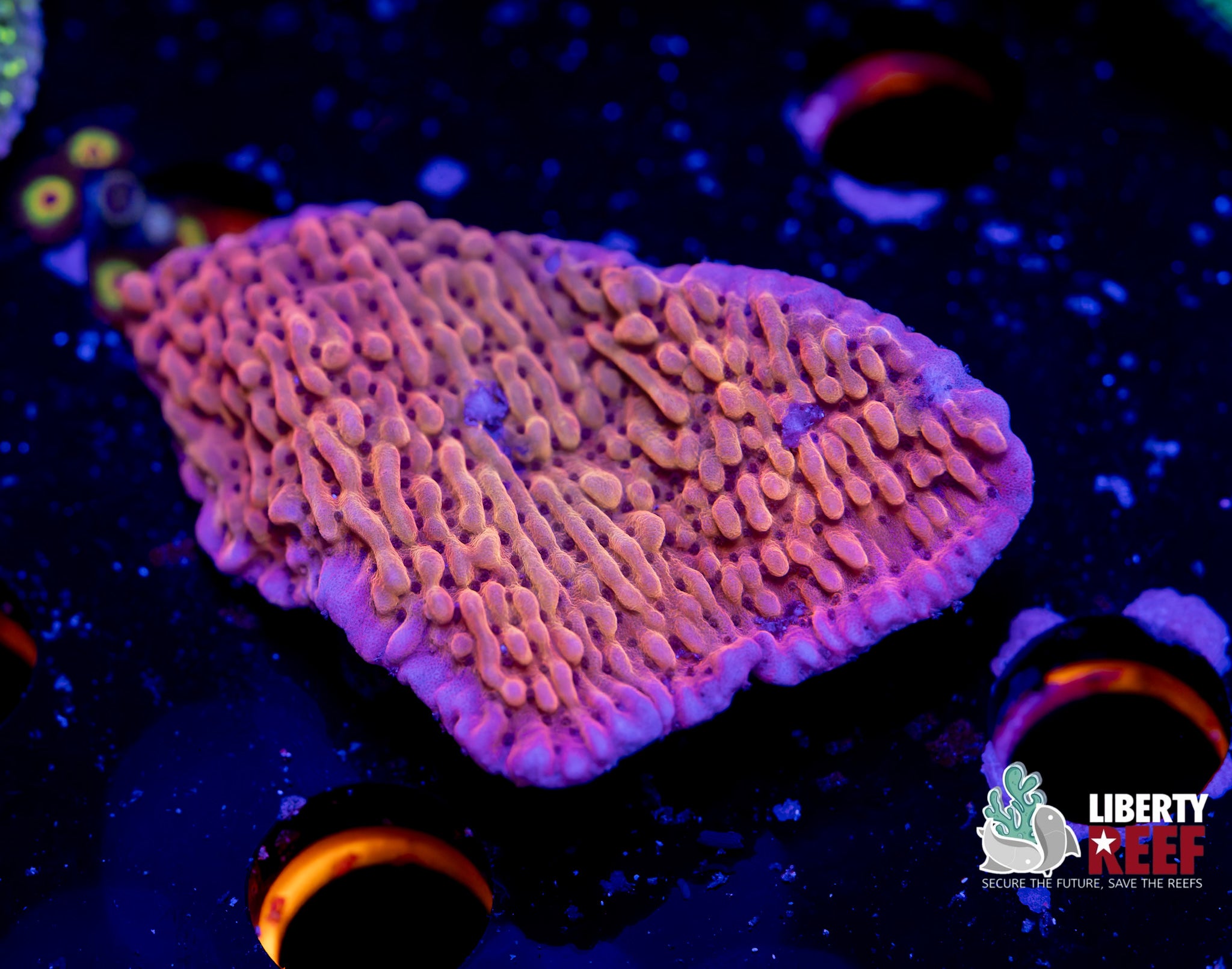 Red Montipora Cap Frag Coral