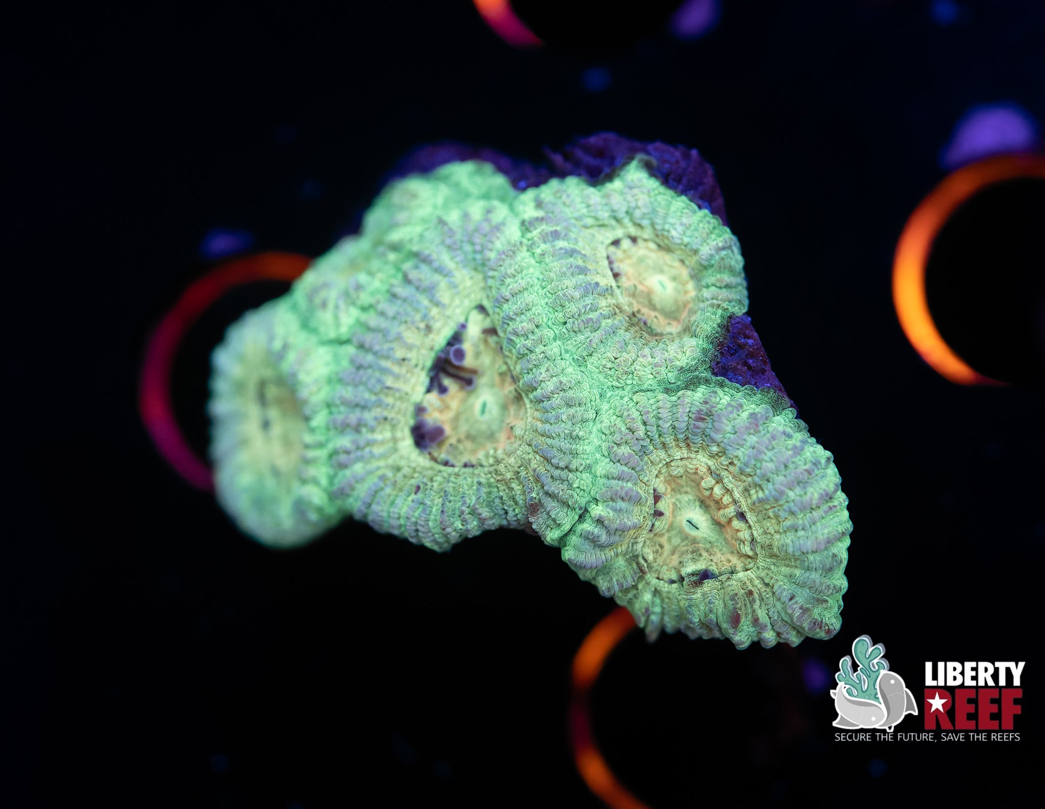 Lime Green Acan Frag